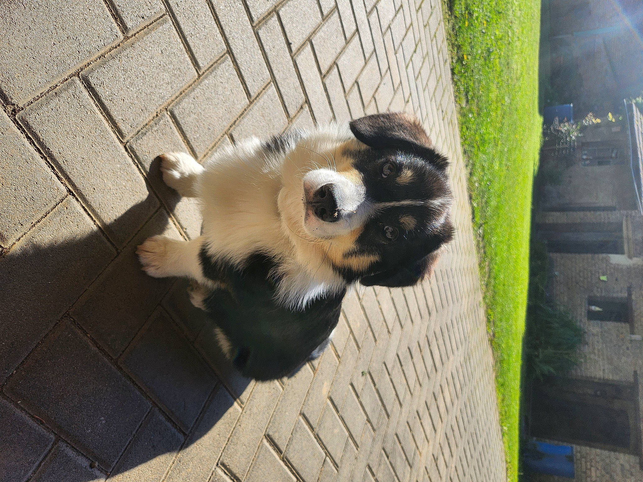 Luffy participe au concours pour gagner de l'argent avec cette photo : canidae, carnivore, companion_dog, dog, dog_breed, dog_supply, fawn, flooring, fur, non_sporting_group, paw, shadow, sporting_group, tail, terrestrial_animal, toy_dog, whiskers, wood, working_animal