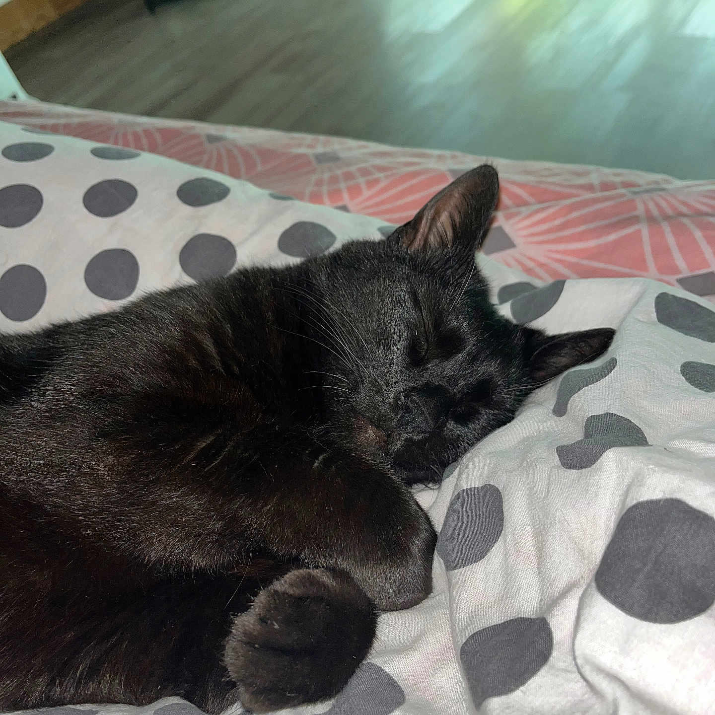 Anabelle Jambu a rejoint le concours — aidez-le/la à gagner de superbes lots ! animal, bed, bedroom, blanket, cat, couch, cushion, furniture, hardwood, homedecor, indoors, interiordesign, kitten, manx, person, pet, quilt, room, sleeping, wood