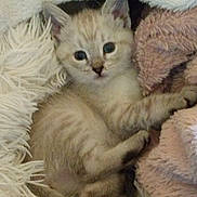 Baby Boo joined the competition — help win amazing prizes! blanket, blue_eyes, cat, cozy, curious, cute, ears, fur_pattern, furry, indoors, kitten, paws, pet, plush, portrait, resting, snuggling, soft_texture, whiskers, young