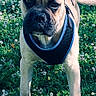 Sako a rejoint le concours — aidez-le/la à gagner de superbes lots ! dog, puppy, harness, grass, flowers, outdoor, nature, pet, animal, greenery, clover, young_dog, standing, curious, sunlight, muzzle, ears, tail, closeup, portrait