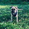 dog, puppy, outdoor, greenery, field, flowers, clover, nature, sunlight, trees, grass, animal, pet, canine, harness, young_dog, alert, daylight, summer, park