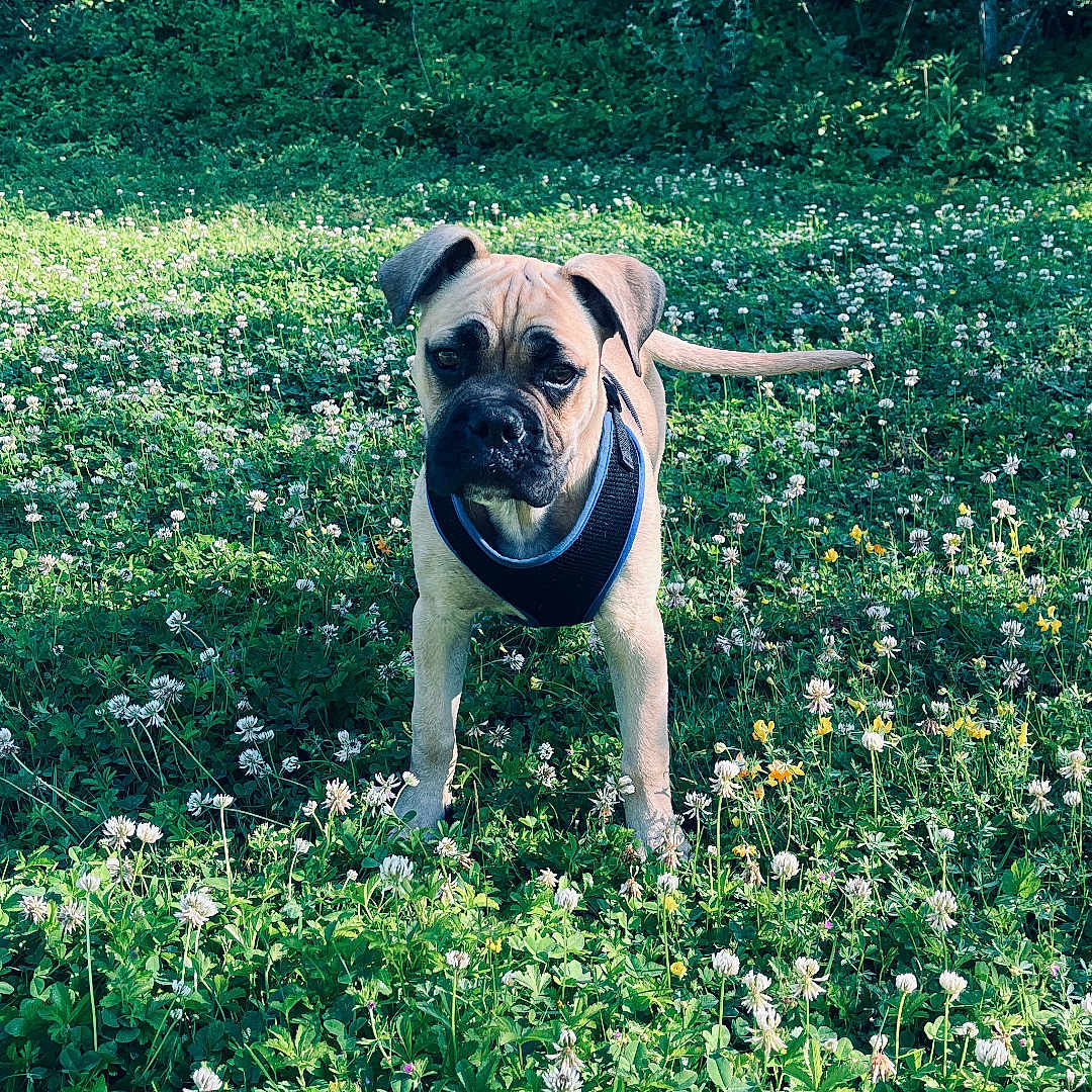 Sako a rejoint le concours — aidez-le/la à gagner de superbes lots ! dog, puppy, outdoor, greenery, field, flowers, clover, nature, sunlight, trees, grass, animal, pet, canine, harness, young_dog, alert, daylight, summer, park
