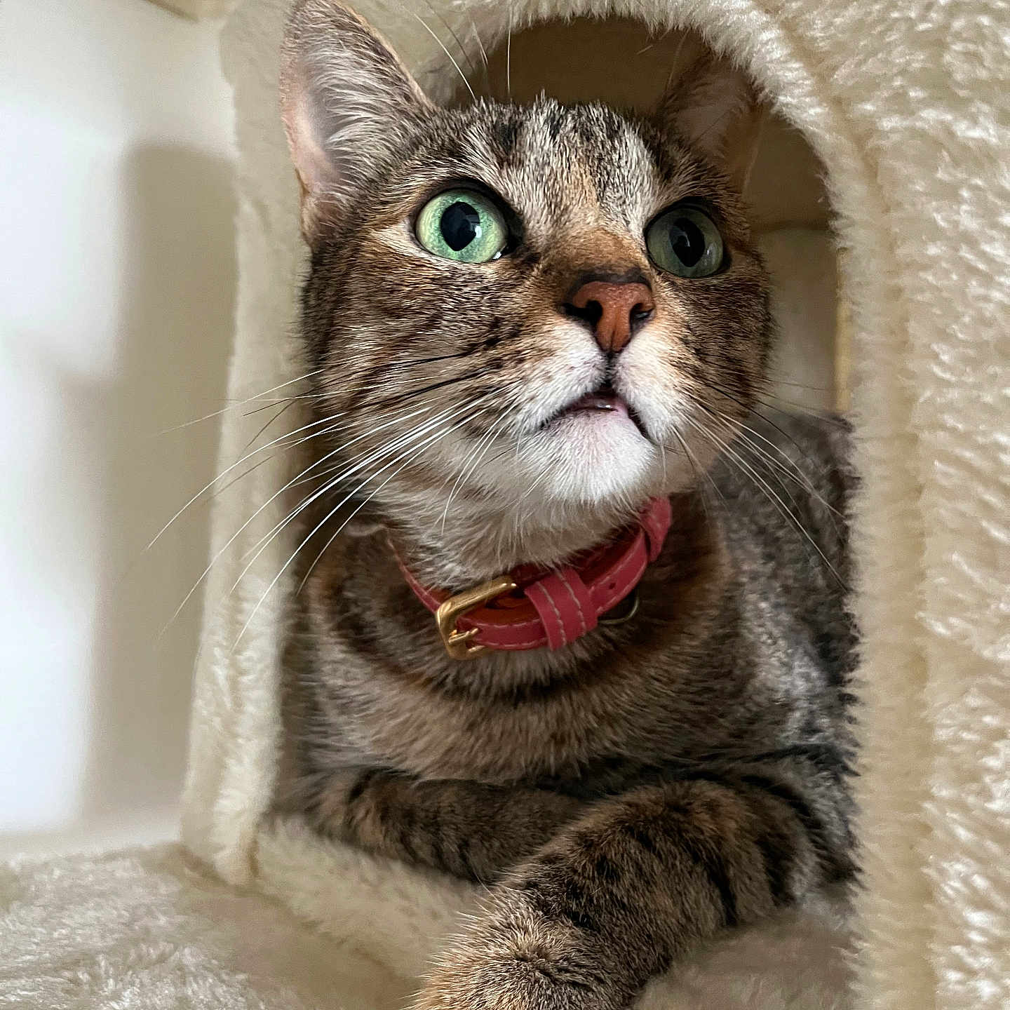 Luna Matilde a rejoint le concours — aidez-le/la à gagner de superbes lots ! animal, cat, cat_condo, closeup, cozy, curious, cute, domestic_cat, feline, fur, green_eyes, indoor, paw, pet, pink_collar, plush, portrait, relaxed, tabby, whiskers