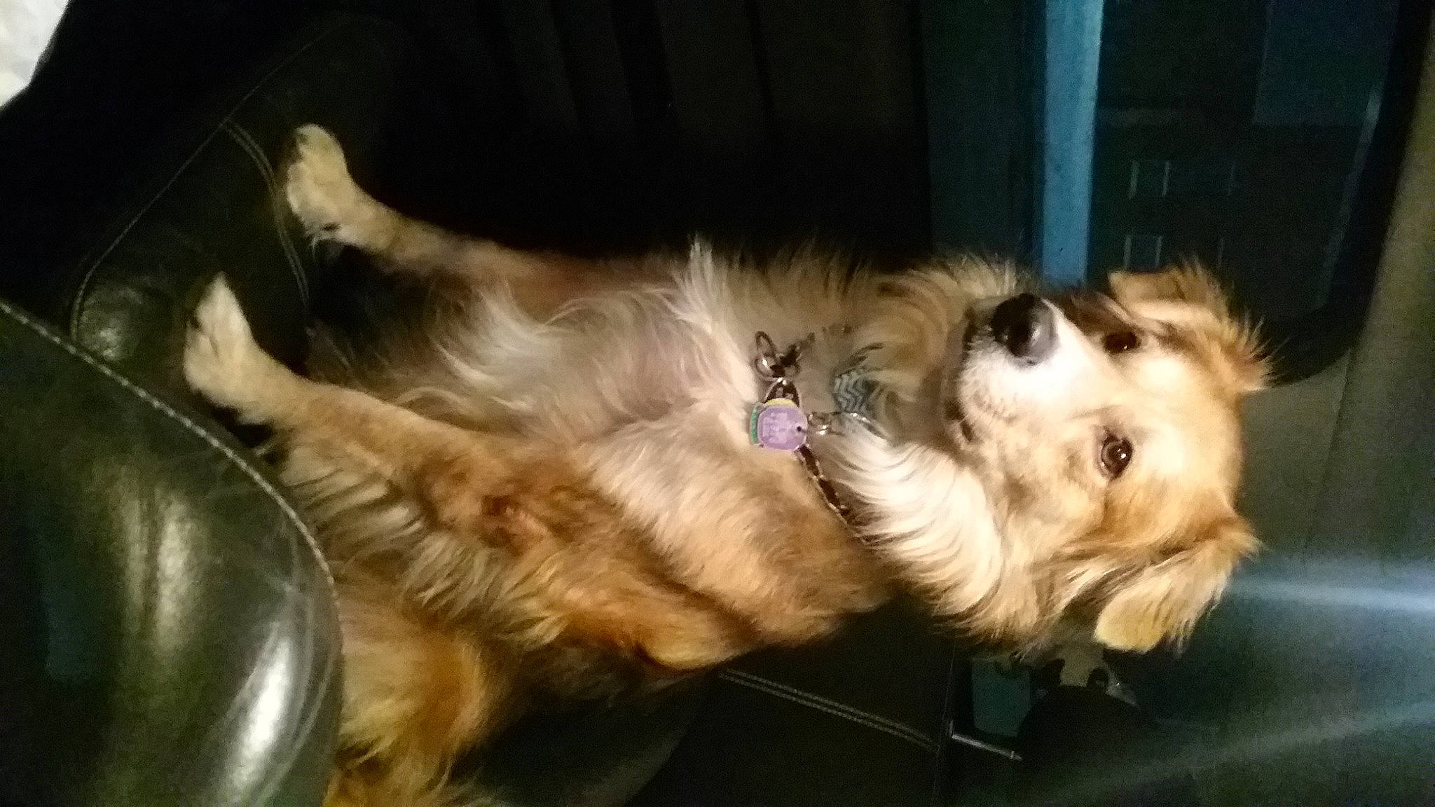 Murphy is registered to the contest to win money with this photo: canidae, carnivore, claw, comfort, companion_dog, dog, dog_breed, dog_supply, fawn, felidae, fur, nap, paw, small_to_medium_sized_cats, snout, sporting_group, tail, terrestrial_animal, toy_dog, whiskers