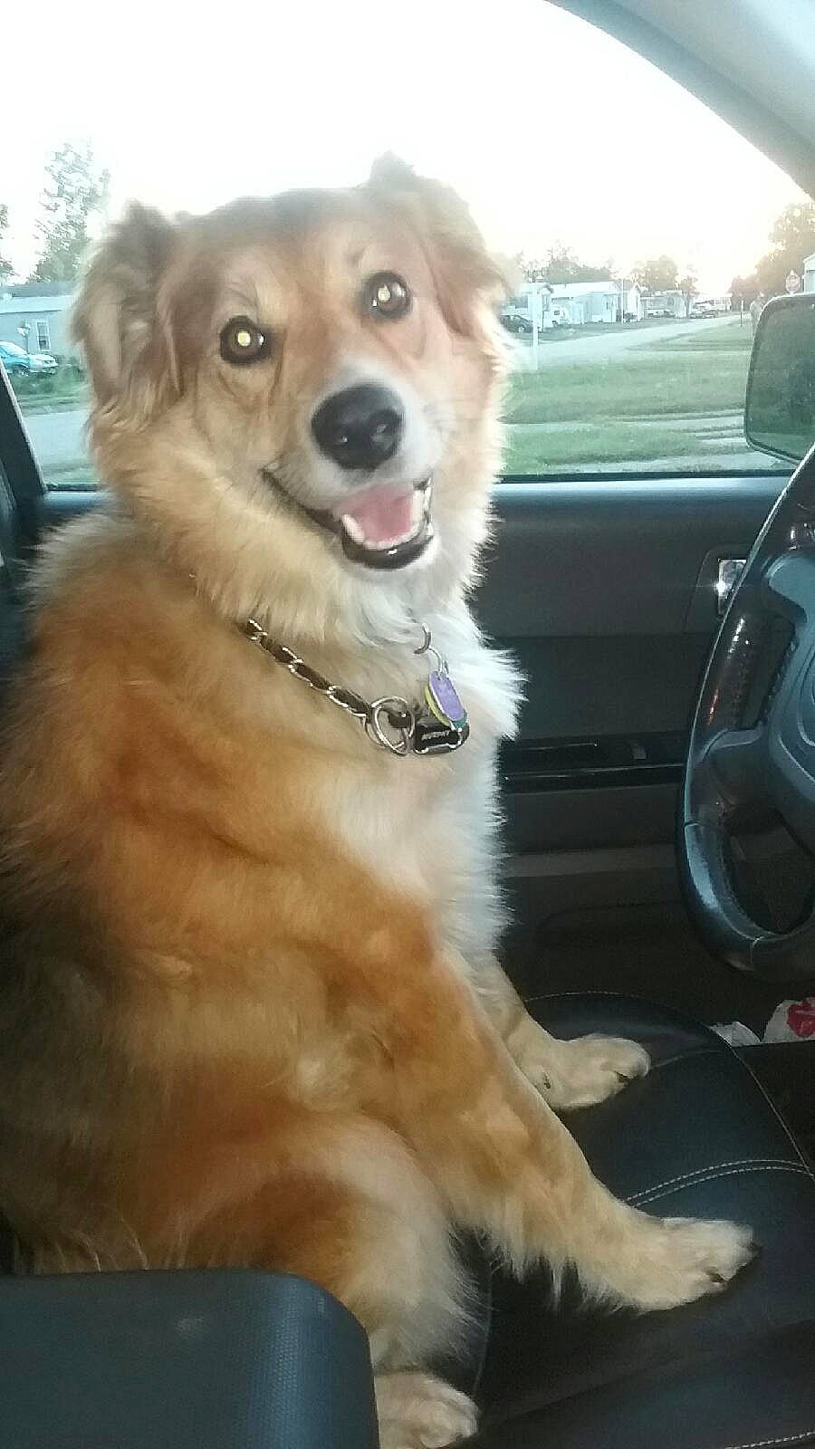 Murphy joined the competition — help win amazing prizes! automotive_mirror, canidae, car, carnivore, collar, companion_dog, dog, dog_breed, dog_collar, fang, fawn, fur, personal_luxury_car, snout, sporting_group, steering_wheel, vehicle, vehicle_door, whiskers, windshield