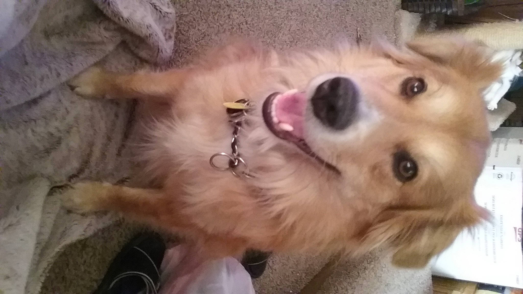 Murphy joined the competition — help win amazing prizes! canidae, carnivore, companion_dog, dog, dog_breed, ear, fawn, fur, german_spitz, happy, iris, paw, pomeranian, puppy_love, snout, spitz, sporting_group, toy_dog, whiskers, working_animal