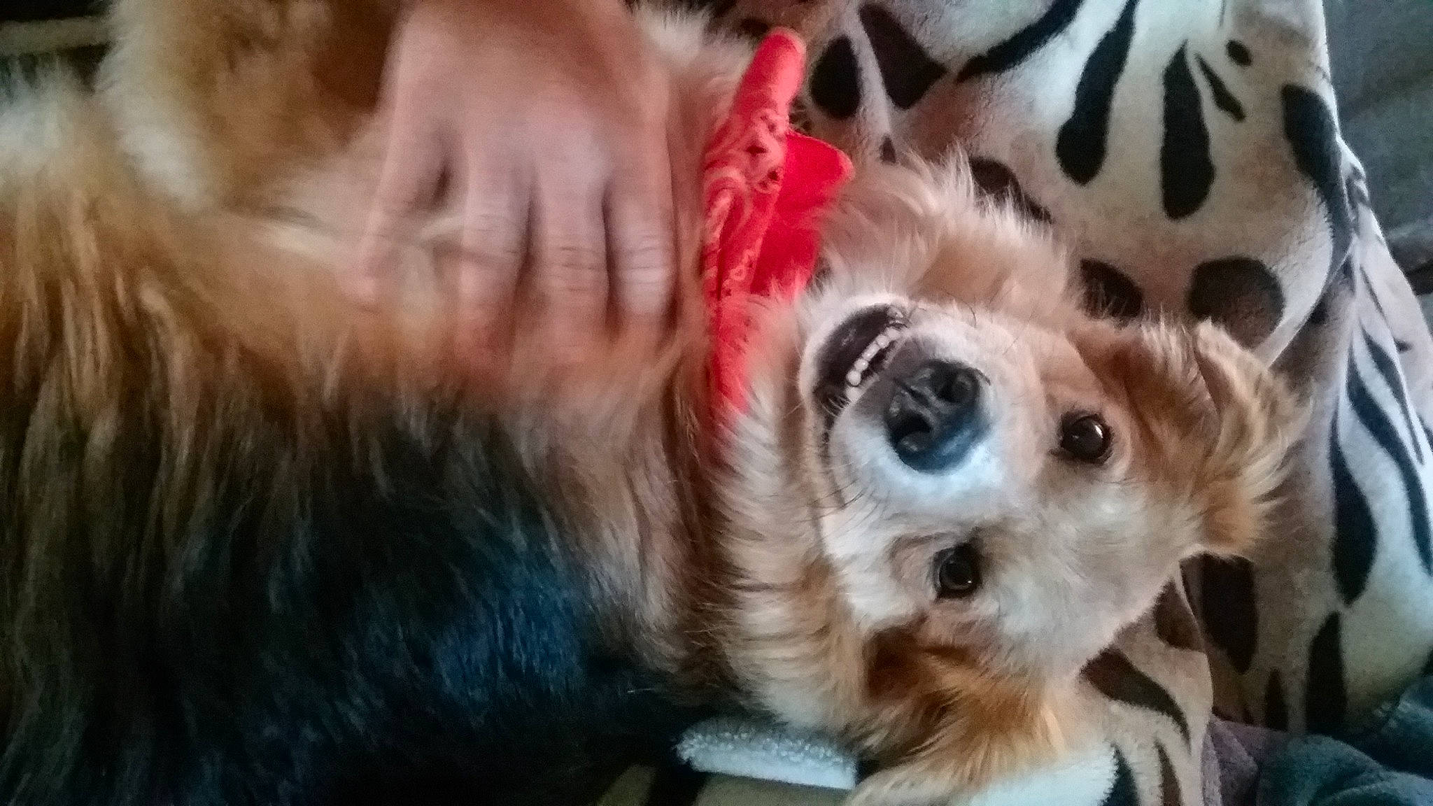 Murphy joined the competition — help win amazing prizes! canidae, carnivore, companion_dog, corgi_chihuahua, dog, dog_breed, dog_supply, ear, fawn, fur, non_sporting_group, paw, pet_supply, snout, sporting_group, terrestrial_animal, toy_dog, whiskers, working_animal