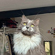 Lulu a rejoint le concours — aidez-le/la à gagner de superbes lots ! cat, indoor, fluffy, gray, white, yellow_eyes, pet, feline, whiskers, fur, portrait, animal, domestic, cozy, window, clothes, hanger, room, background, natural_light