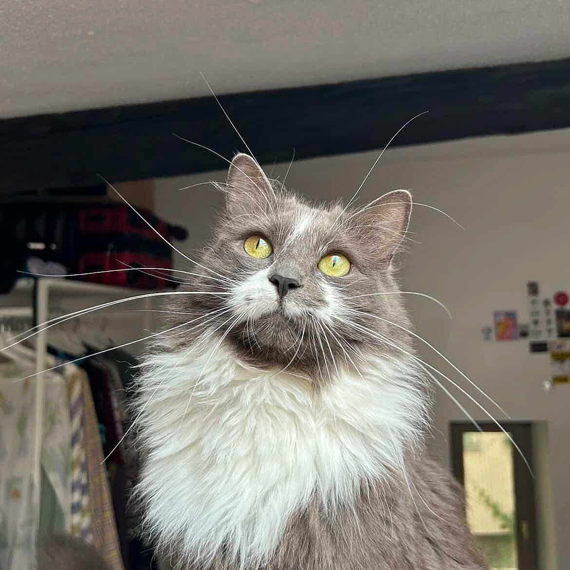 Lulu a rejoint le concours — aidez-le/la à gagner de superbes lots ! cat, indoor, fluffy, gray, white, yellow_eyes, pet, feline, whiskers, fur, portrait, animal, domestic, cozy, window, clothes, hanger, room, background, natural_light