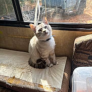 Mellow is registered to the contest to win money with this photo: cat, kitten, feline, pet, blue_collar, window, sunlight, cushion, worn_upholstery, seat, truck, outdoor, dirt, whiskers, paws, looking_up, indoor, plastic_container, food, cozy