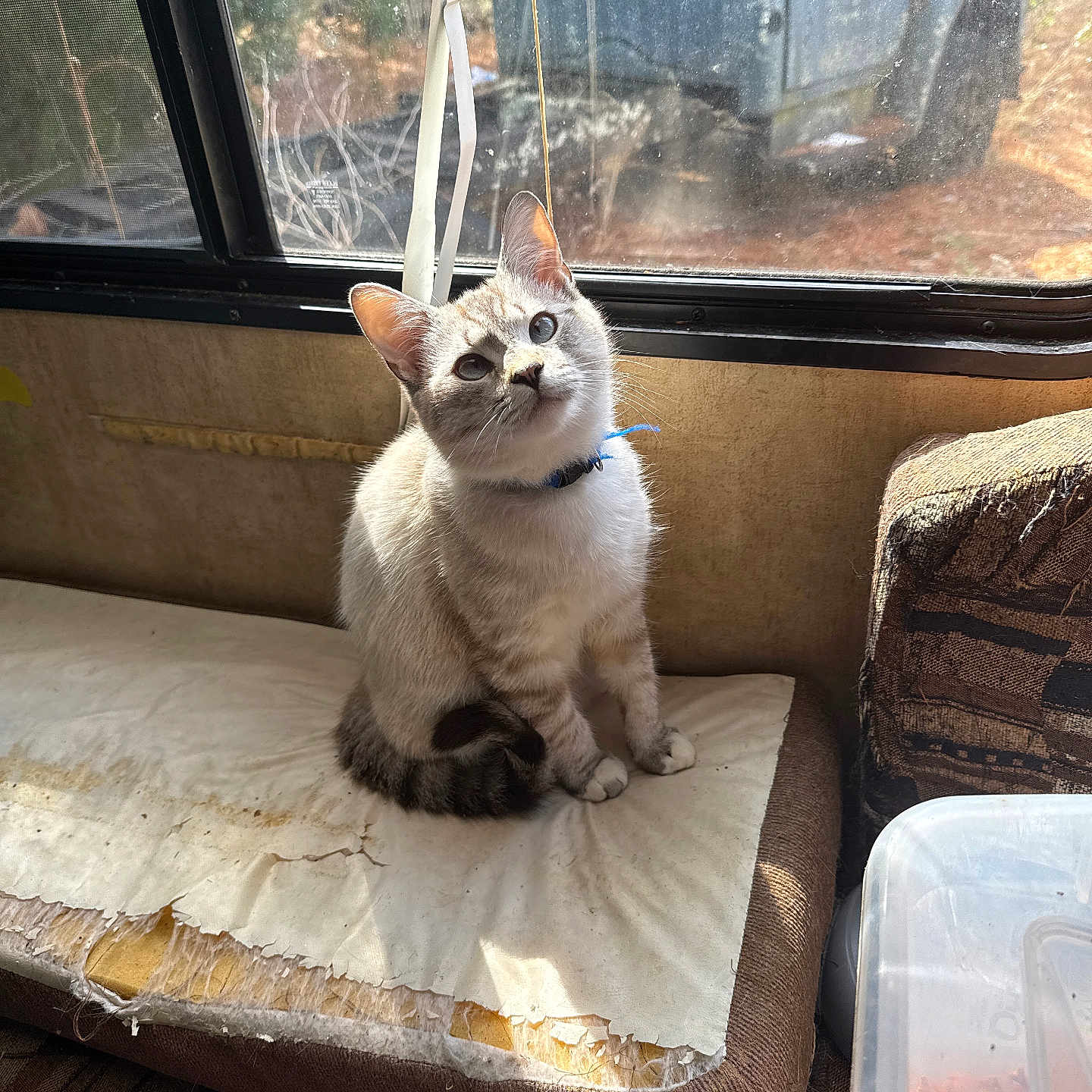 Mellow is registered to the contest to win money with this photo: blue_collar, cat, cozy, cushion, dirt, feline, food, indoor, kitten, looking_up, outdoor, paws, pet, plastic_container, seat, sunlight, truck, whiskers, window, worn_upholstery