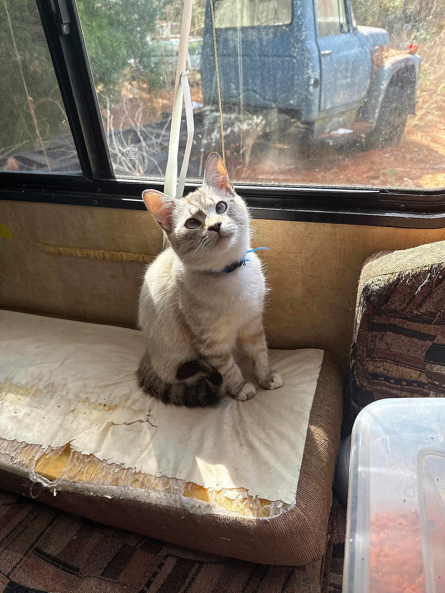 Mellow is registered to the contest to win money with this photo: cat, kitten, feline, pet, blue_collar, window, sunlight, cushion, worn_upholstery, seat, truck, outdoor, dirt, whiskers, paws, looking_up, indoor, plastic_container, food, cozy