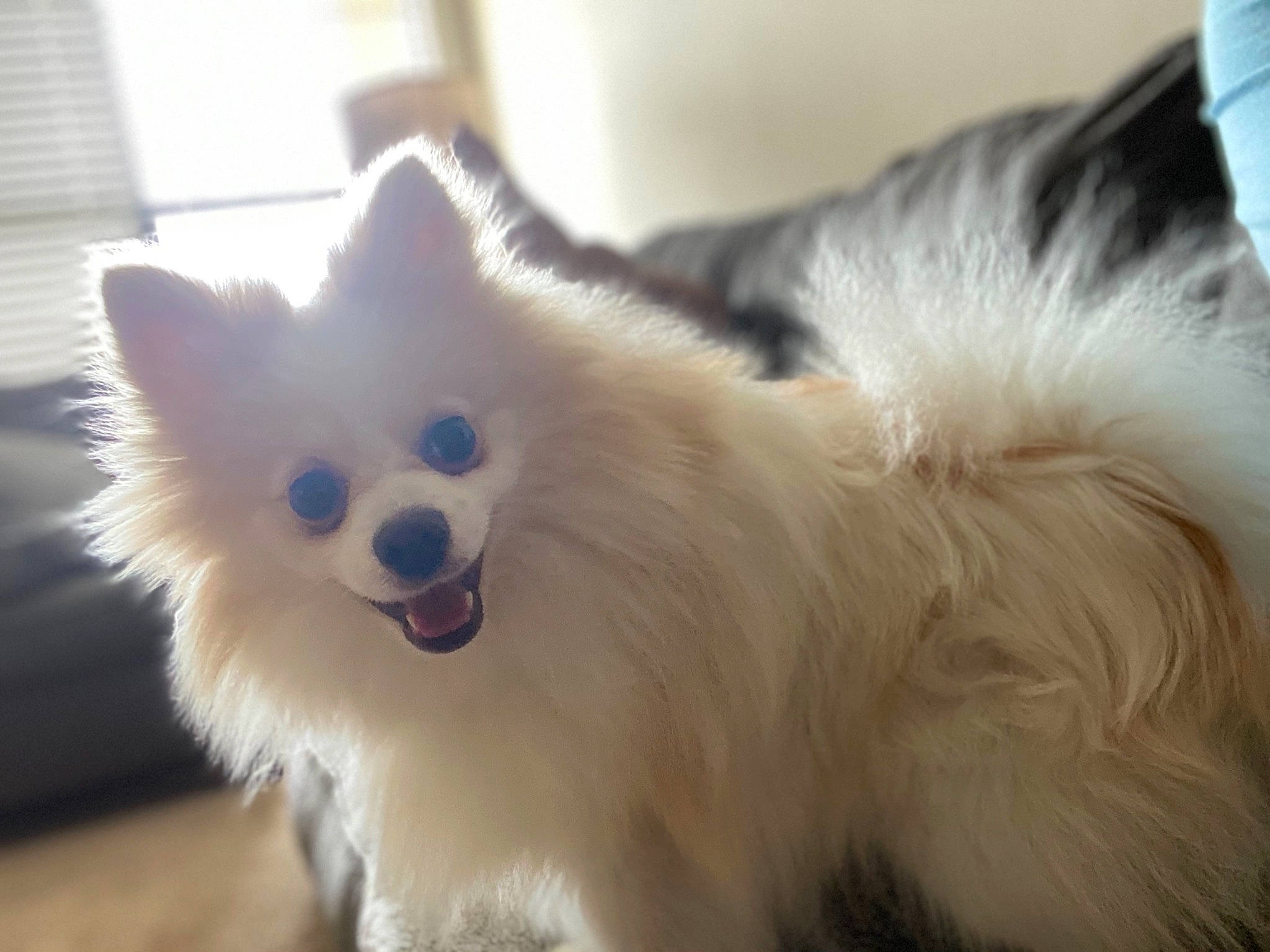 Chiko joined the competition — help win amazing prizes! american_eskimo_dog, canidae, carnivore, companion_dog, dog, dog_breed, german_spitz, german_spitz_klein, german_spitz_mittel, indian_spitz, japanese_spitz, mammal, pomeranian, rare_breed_dog, samoyed, snout, spitz, vertebrate, volpino_italiano, whiskers