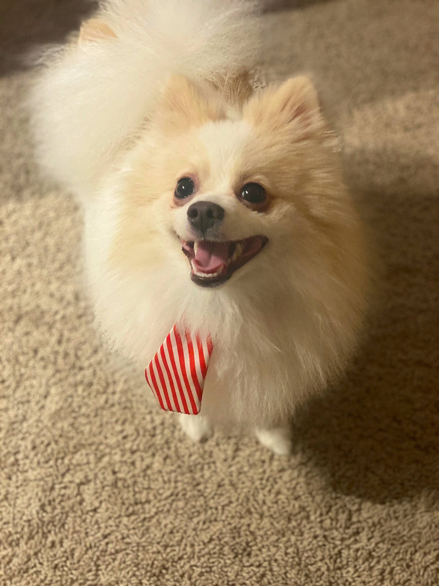 Chiko is registered to the contest to win money with this photo: canidae, carnivore, companion_dog, dog, dog_breed, german_spitz, german_spitz_klein, german_spitz_mittel, japanese_spitz, mammal, non_sporting_group, pomeranian, puppy, rare_breed_dog, snout, spitz, toy_dog, vertebrate, volpino_italiano