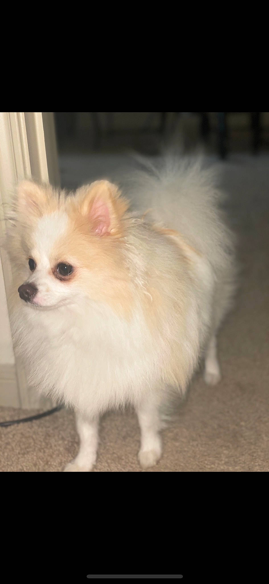 Chiko joined the competition — help win amazing prizes! canidae, carnivore, companion_dog, dog, dog_breed, german_spitz, german_spitz_klein, german_spitz_mittel, indian_spitz, japanese_spitz, mammal, pomeranian, puppy, skin, snout, spitz, toy_dog, vertebrate, volpino_italiano, whiskers