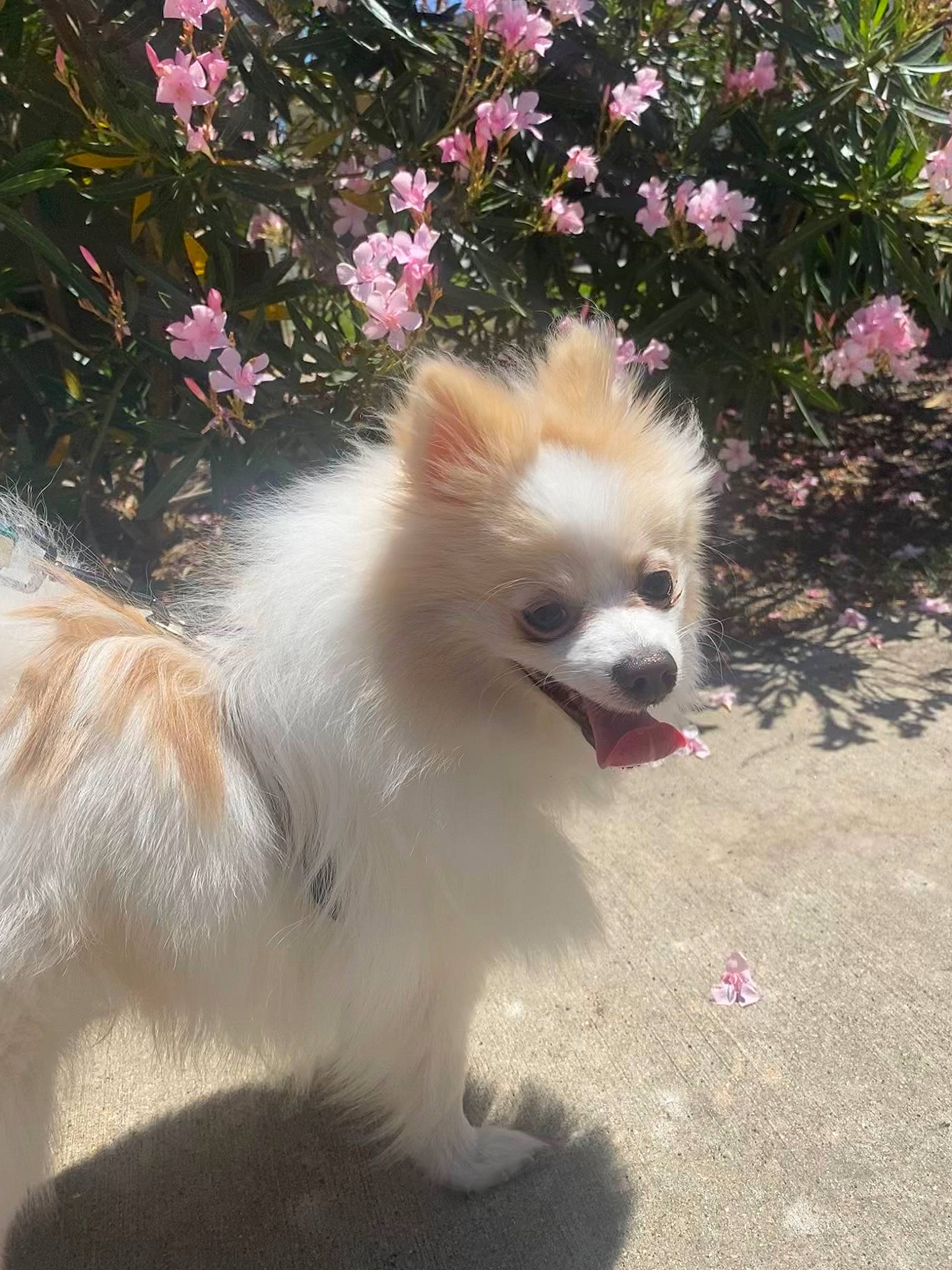 Chiko joined the competition — help win amazing prizes! canidae, carnivore, companion_dog, dog, dog_breed, fawn, german_spitz, german_spitz_klein, german_spitz_mittel, indian_spitz, japanese_spitz, mammal, non_sporting_group, plant, pomeranian, puppy, spitz, toy_dog, vertebrate, volpino_italiano