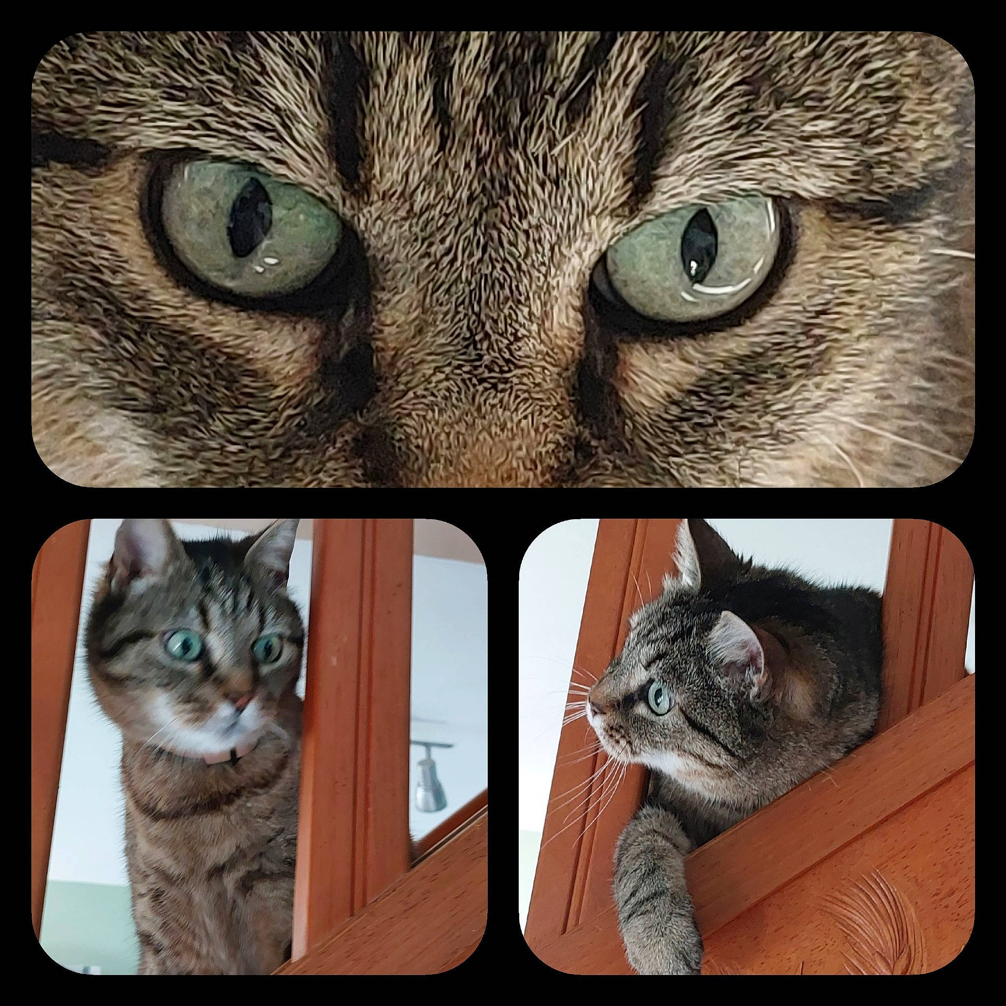 Moumoune participe au concours pour gagner de l'argent avec cette photo : carnivore, cat, collage, domestic_short_haired_cat, eye, felidae, font, fur, head, iris, mammal, organism, photo_caption, photograph, rectangle, small_to_medium_sized_cats, snapshot, snout, vertebrate, whiskers