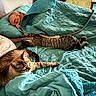 Swiss is registered to the contest to win money with this photo: baby, bed, bedroom, blanket, cable, cat, cats, cozy, human, indoors, lying_down, pet, pillow, quilt, relaxed, remote_control, sleeping, striped_cat, tabby, turquoise