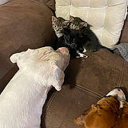 Swiss is registered to the contest to win money with this photo: animals, black, blanket, brown, cats, companionship, couch, cushion, cute, dog, home, indoors, kittens, pets, puppy, sitting, sleeping, sofa, tabby, white