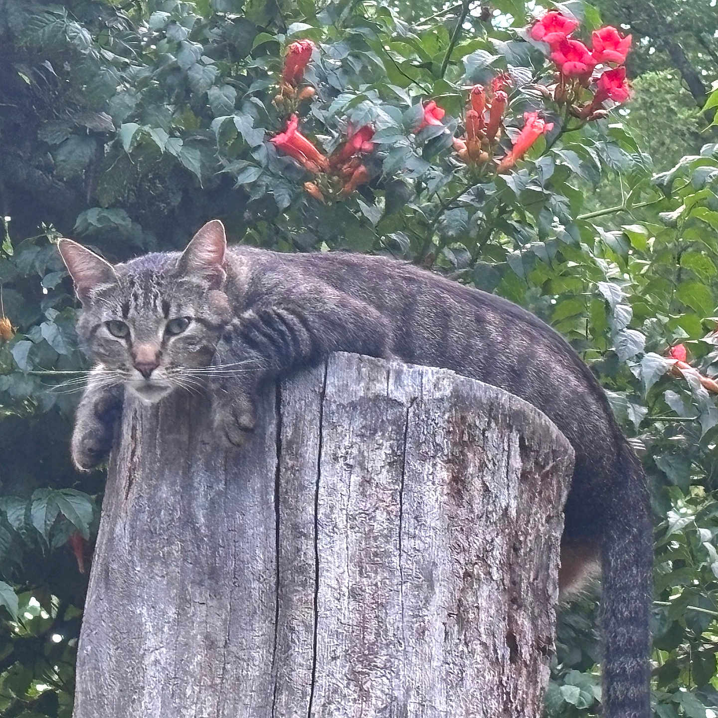 Swiss joined the competition — help win amazing prizes! animal, cat, ears, feline, flowers, garden, gray_cat, greenery, lounging, nature, outdoors, pet, roses, sitting, striped_fur, tabby_cat, tail, tree_stump, whiskers, wood