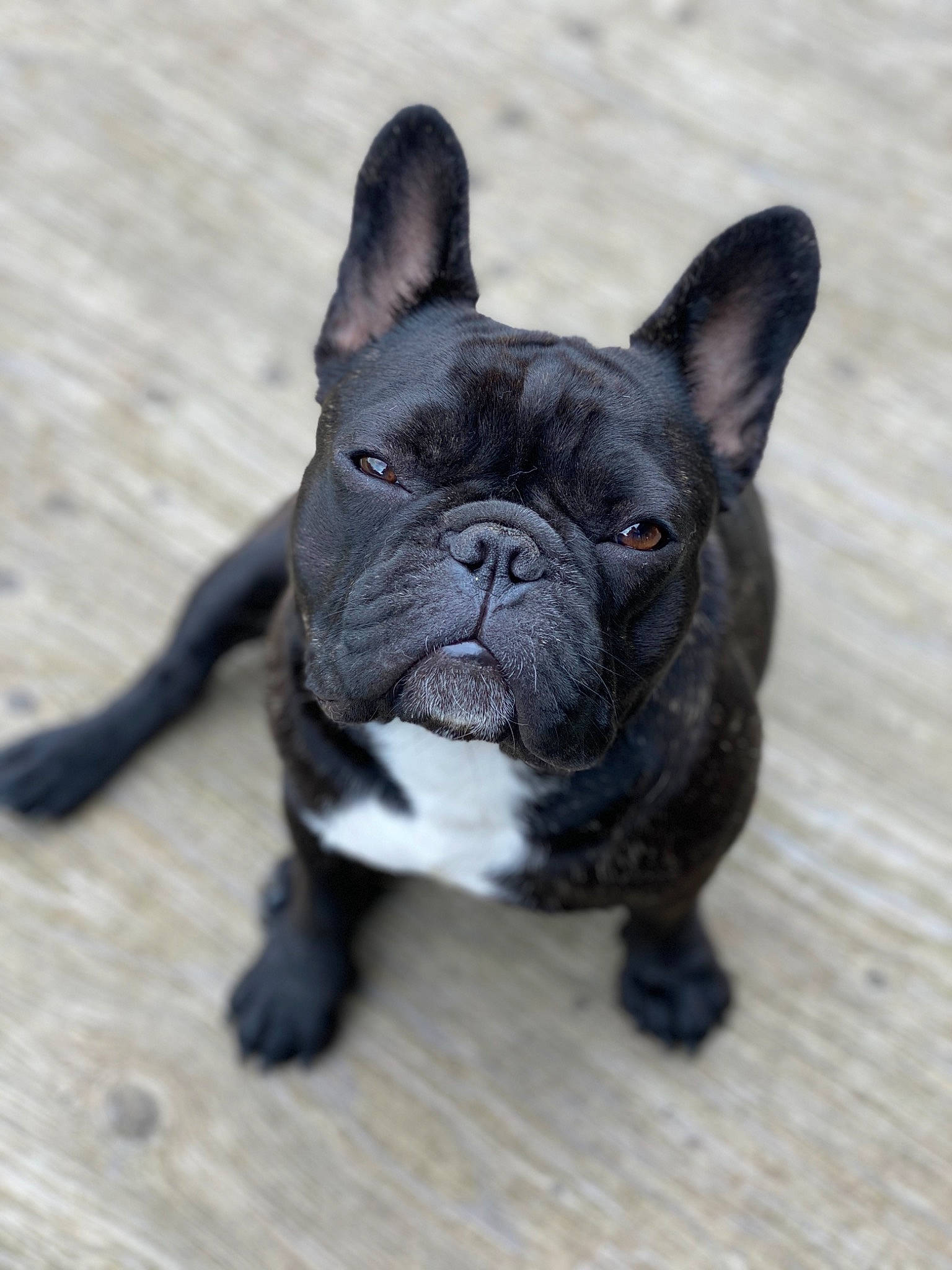 Maggie Mae is registered to the contest to win money with this photo: bulldog, canidae, carnivore, companion_dog, dog, dog_breed, fawn, french_bulldog, mammal, molosser, non_sporting_group, puppy, rare_breed_dog, skin, snout, sporting_group, toy_bulldog, vertebrate, whiskers