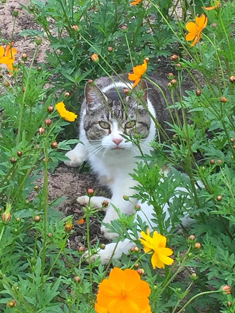 Casey joined the competition — help win amazing prizes! cat, orange_flowers, greenery, nature, outdoor, animal, pet, floral, plants, resting, cute, fur, whiskers, garden, leaf, bloom, summer, wildlife, tabby, relaxing