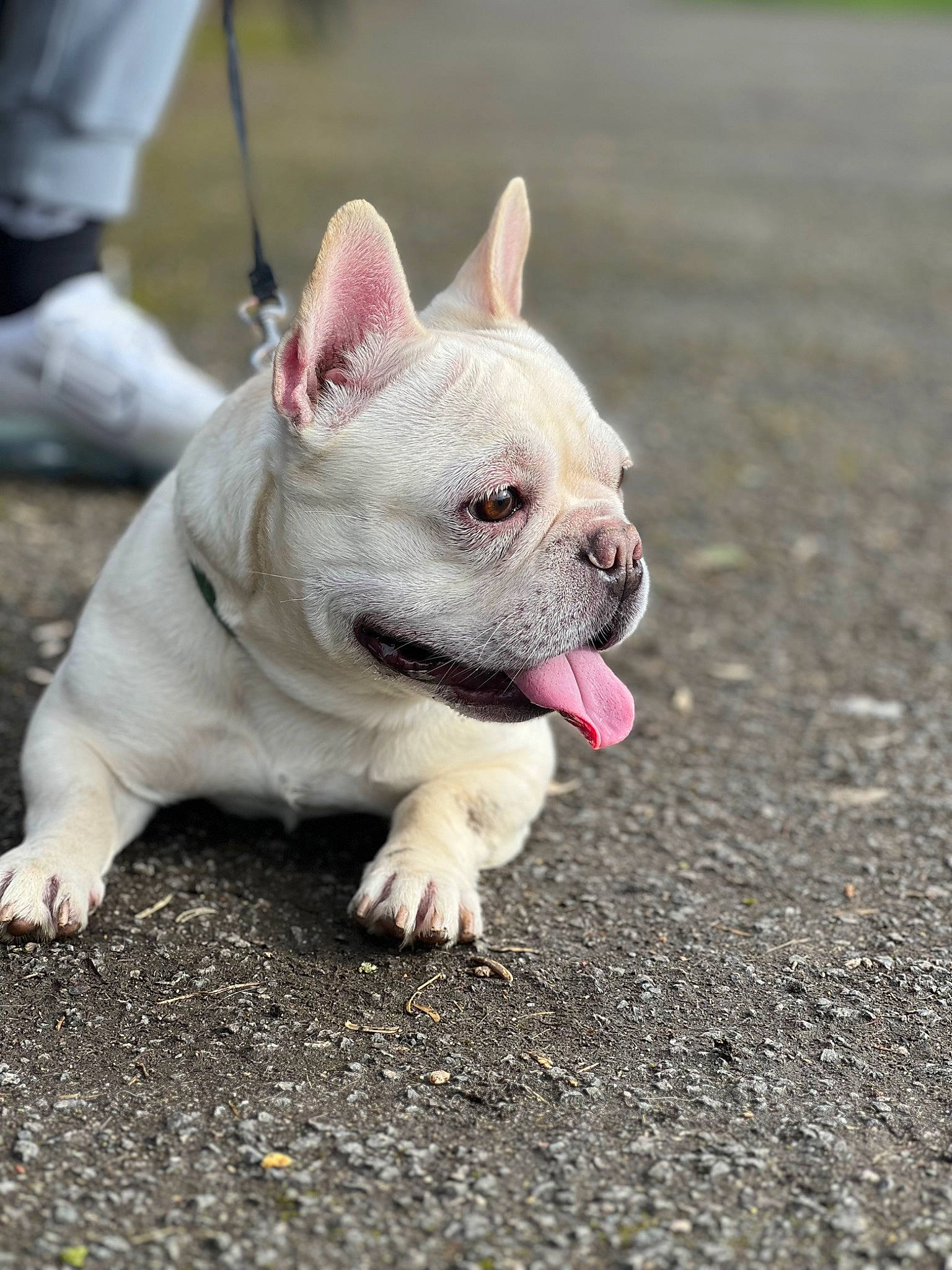 Coco is registered to the contest to win money with this photo: bulldog, canidae, carnivore, collar, companion_dog, dog, dog_breed, fawn, grass, non_sporting_group, road_surface, snout, soil, sporting_group, terrestrial_animal, toy_dog, whiskers, working_animal, wrinkle