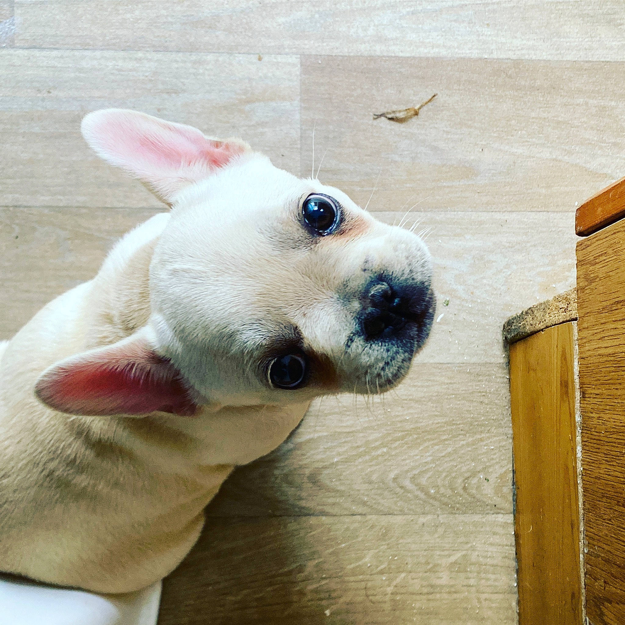Coco joined the competition — help win amazing prizes! canidae, carnivore, collar, companion_dog, dog, dog_breed, dog_collar, dog_supply, fawn, hardwood, paw, pet_supply, plank, snout, sporting_group, tail, terrestrial_animal, whiskers, wood, working_animal