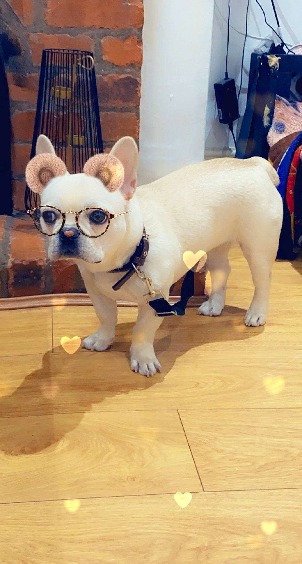 Coco is registered to the contest to win money with this photo: art, blue, carnivore, companion_dog, dog, dog_breed, eyewear, fawn, fictional_character, floor, flooring, fur, hardwood, mascot, snout, stuffed_toy, tail, toy, wood, working_animal