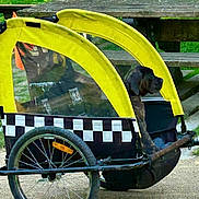 Alba a rejoint le concours — aidez-le/la à gagner de superbes lots ! dog, bike_trailer, wheel, yellow, black, checkered_pattern, park, grass, picnic_table, outdoor, pet, animal, canine, transport, sunlight, daytime, recreation, resting, leisure, seat