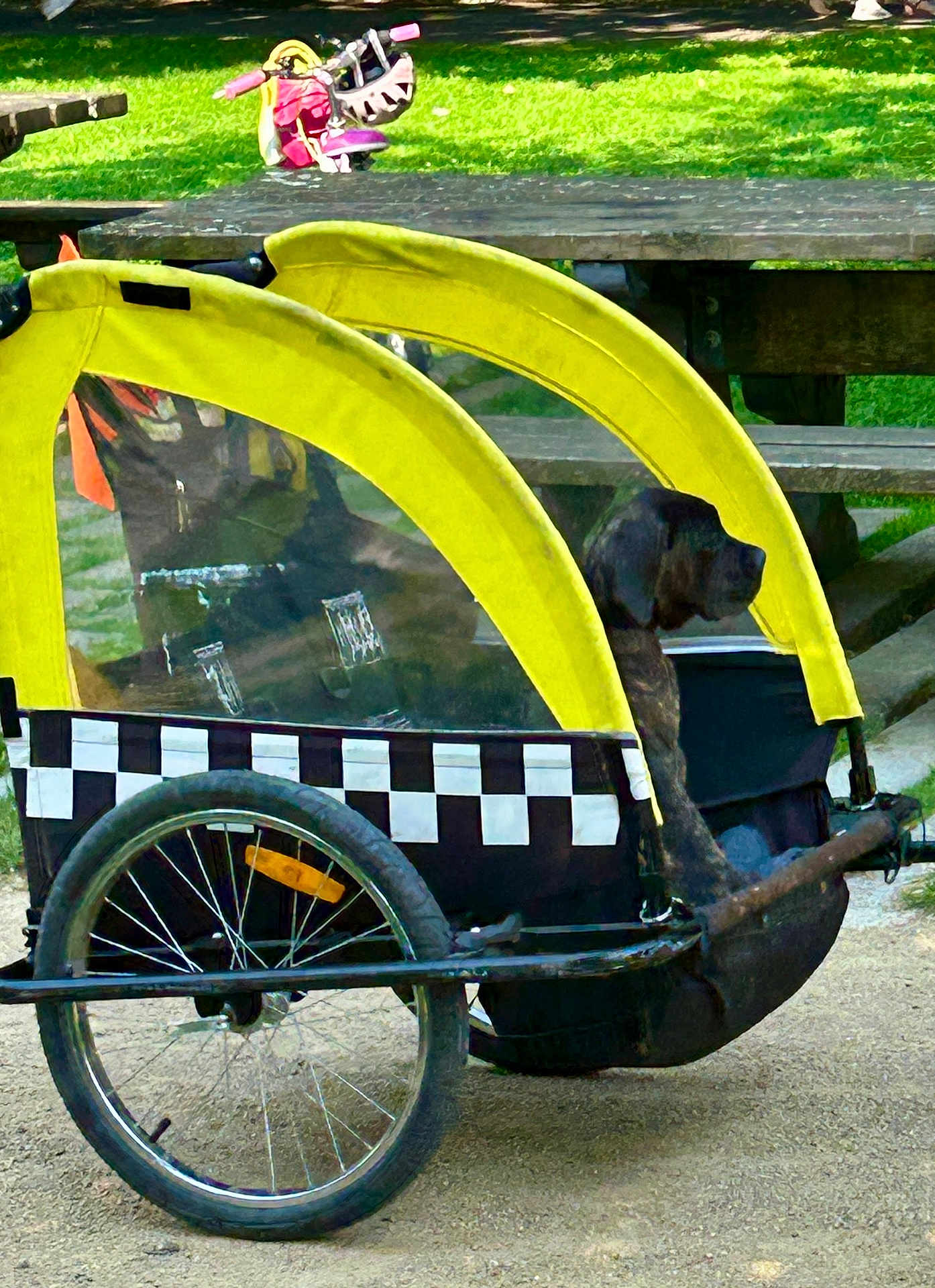 Alba a rejoint le concours — aidez-le/la à gagner de superbes lots ! dog, bike_trailer, wheel, yellow, black, checkered_pattern, park, grass, picnic_table, outdoor, pet, animal, canine, transport, sunlight, daytime, recreation, resting, leisure, seat