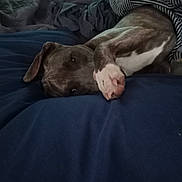 Bird is registered to the contest to win money with this photo: dog, blanket, bed, resting, paw, snuggling, striped, cozy, sleepy, indoor, fur, canine, relaxed, comfort, domestic_animal, animal, pet, blue_bedding, quiet, calm