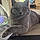 Berlioz