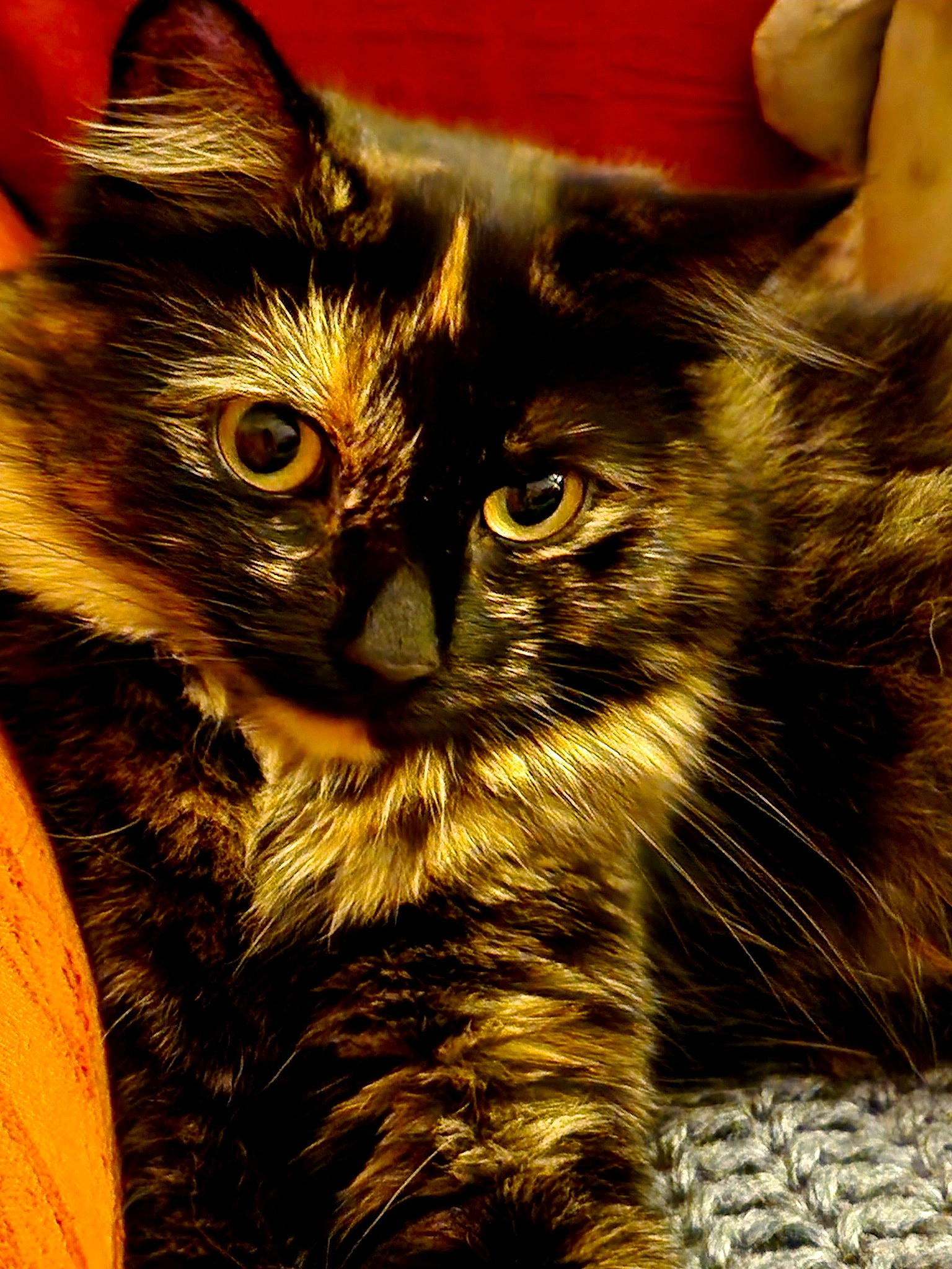 Edna is registered to the contest to win money with this photo: carnivore, cat, close_up, domestic_short_haired_cat, felidae, fur, grass, small_to_medium_sized_cats, snout, whiskers