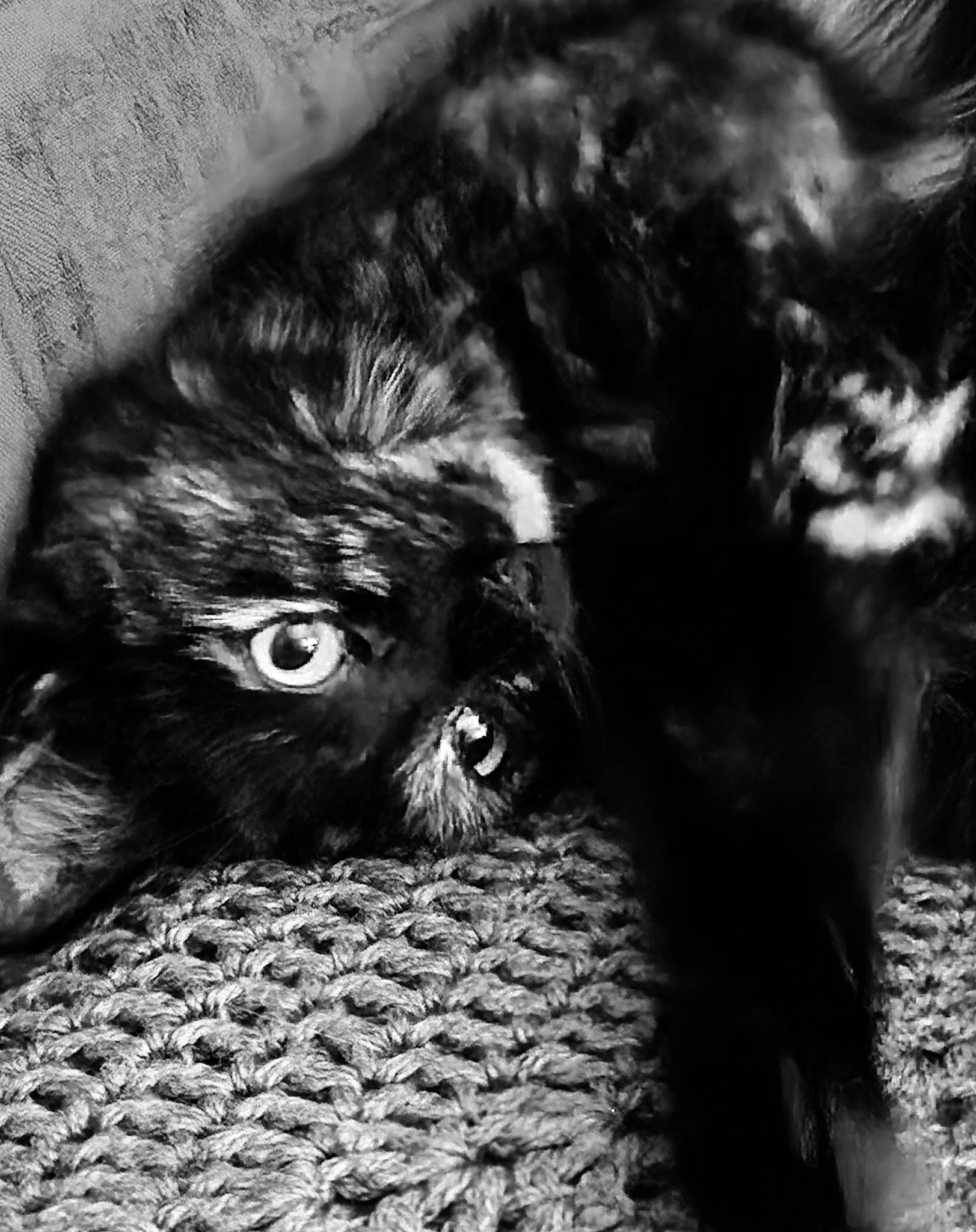 Edna is registered to the contest to win money with this photo: black_and_white, black_cat, canidae, carnivore, cat, claw, dog_breed, felidae, fur, grey, monochrome, monochrome_photography, paw, small_to_medium_sized_cats, snout, sporting_group, style, tail, terrestrial_animal, whiskers