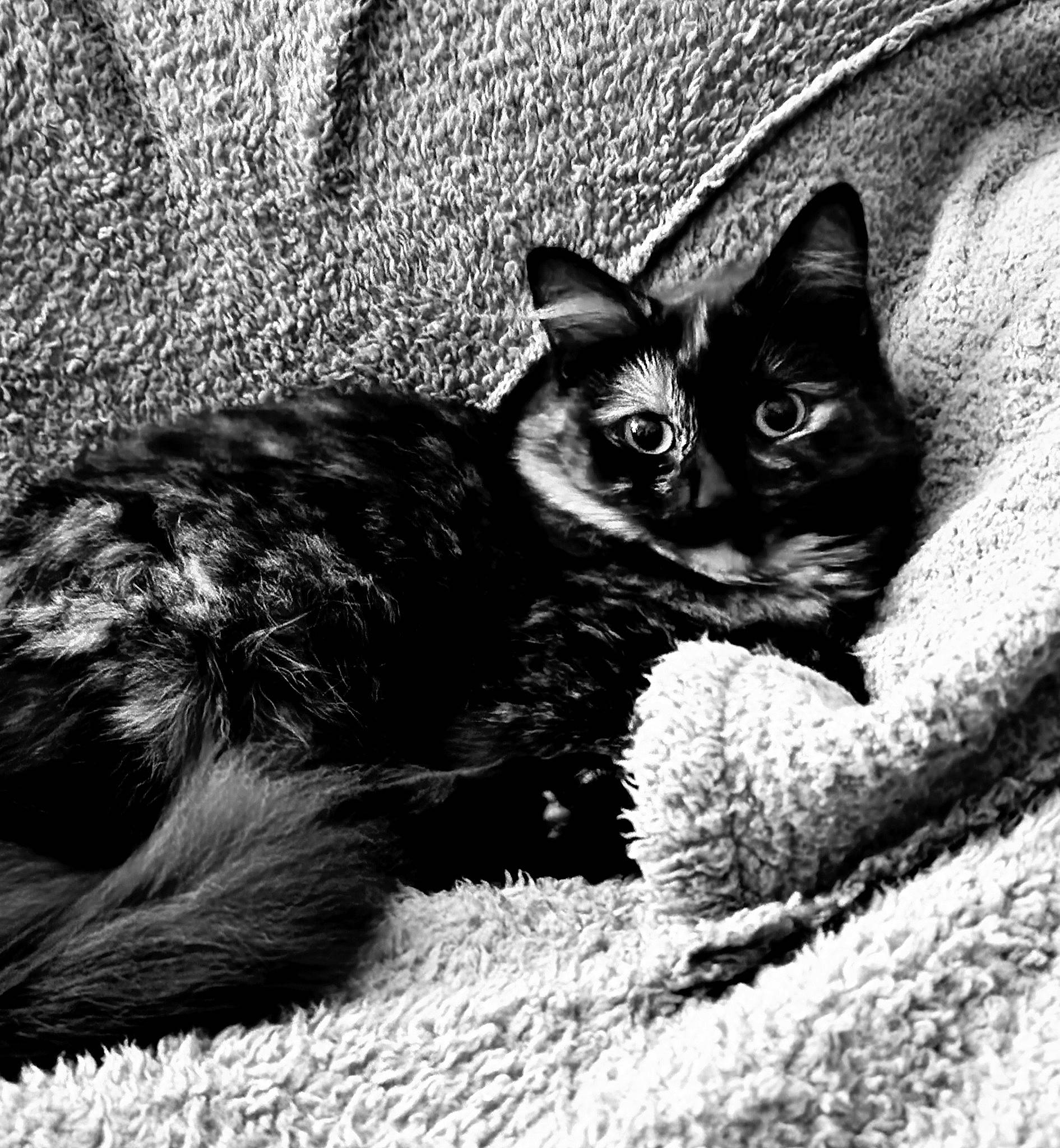 Edna joined the competition — help win amazing prizes! black_and_white, black_cat, carnivore, cat, comfort, domestic_short_haired_cat, felidae, fur, grass, grey, monochrome, monochrome_photography, paw, sitting, small_to_medium_sized_cats, snout, tail, terrestrial_animal, whiskers, wildlife