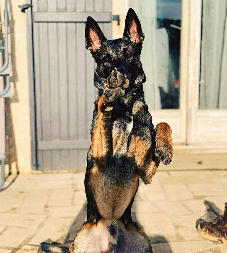 Kopp participe au concours pour gagner de l'argent avec cette photo : canidae, carnivore, companion_dog, dog, dog_breed, dog_supply, fawn, fur, guard_dog, mammal, prazsky_krysarik, russkiy_toy, snout, sporting_group, terrestrial_animal, toy_dog, whiskers, wood, working_animal, working_dog