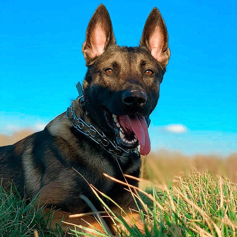 Kopp a rejoint le concours — aidez-le/la à gagner de superbes lots ! canidae, carnivore, cloud, collar, companion_dog, dog, dog_breed, fawn, grass, guard_dog, herding_dog, perennial_plant, plant, sky, snout, sporting_group, terrestrial_animal, wildlife, working_animal, working_dog