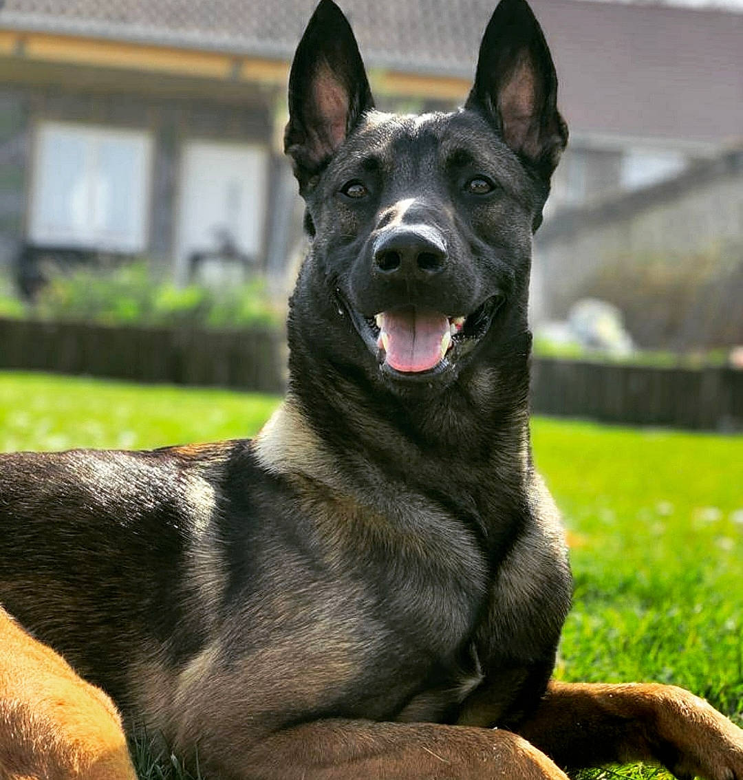 Kopp participe au concours pour gagner de l'argent avec cette photo : canidae, canis_panther, carnivore, collar, companion_dog, dog, dog_breed, dog_collar, grass, guard_dog, herding_dog, non_sporting_group, plant, snout, sporting_group, terrestrial_animal, whiskers, window, working_animal, working_dog