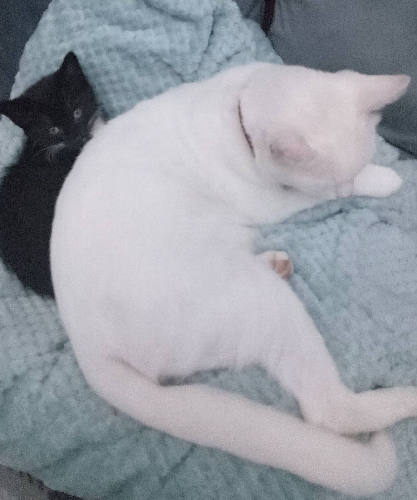 Ziggy joined the competition — help win amazing prizes! canidae, carnivore, cat, claw, comfort, companion_dog, dog_breed, domestic_short_haired_cat, ear, felidae, fur, grey, linens, nap, paw, sleep, small_to_medium_sized_cats, snout, tail, whiskers