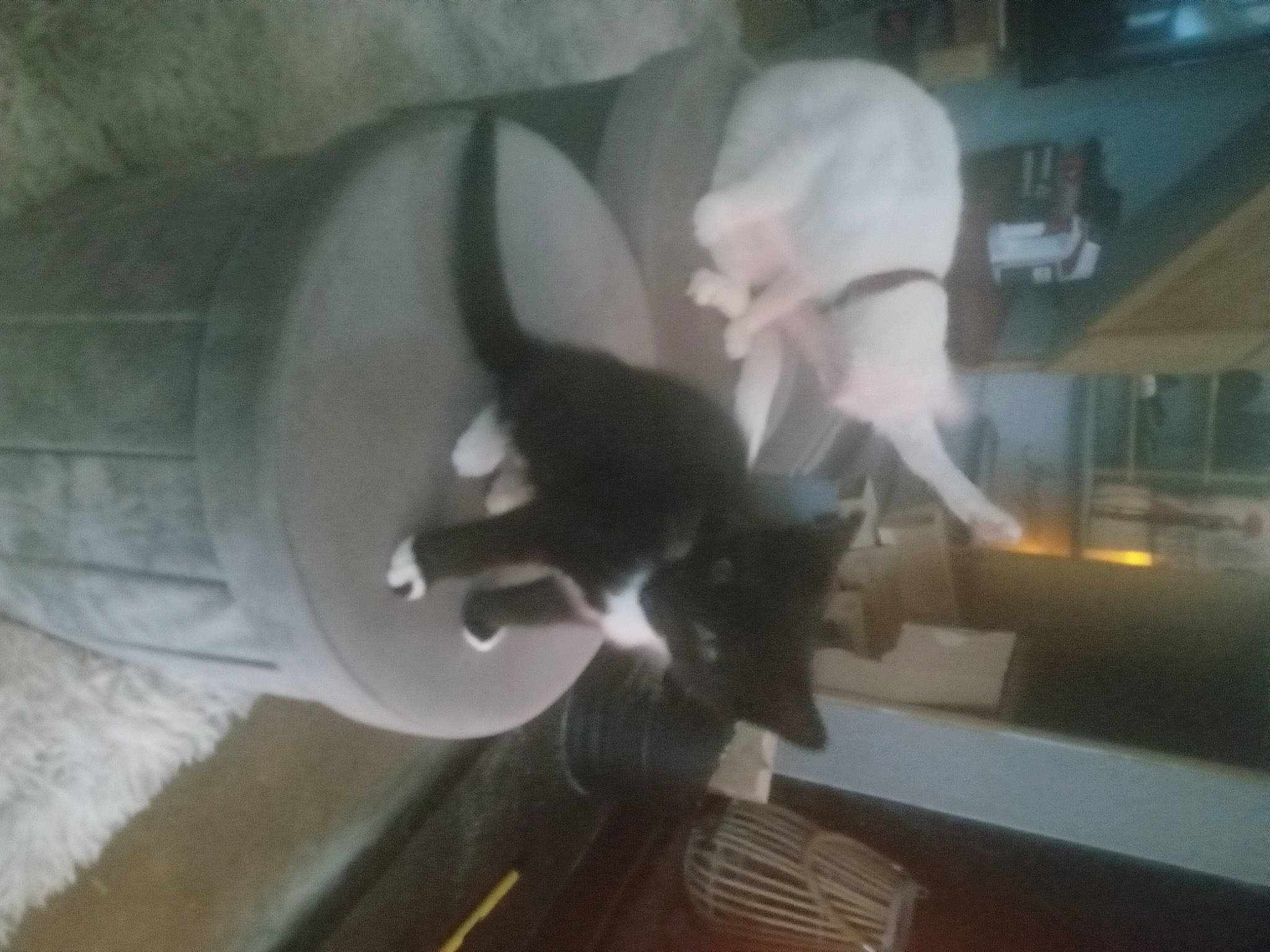 Ziggy is registered to the contest to win money with this photo: art, auto_part, automotive_exterior, automotive_lighting, automotive_window_part, bumper, felidae, fictional_character, glass, houseplant, jaw, room, sculpture, small_to_medium_sized_cats, tail, vehicle_door, whiskers, window, windshield, wood