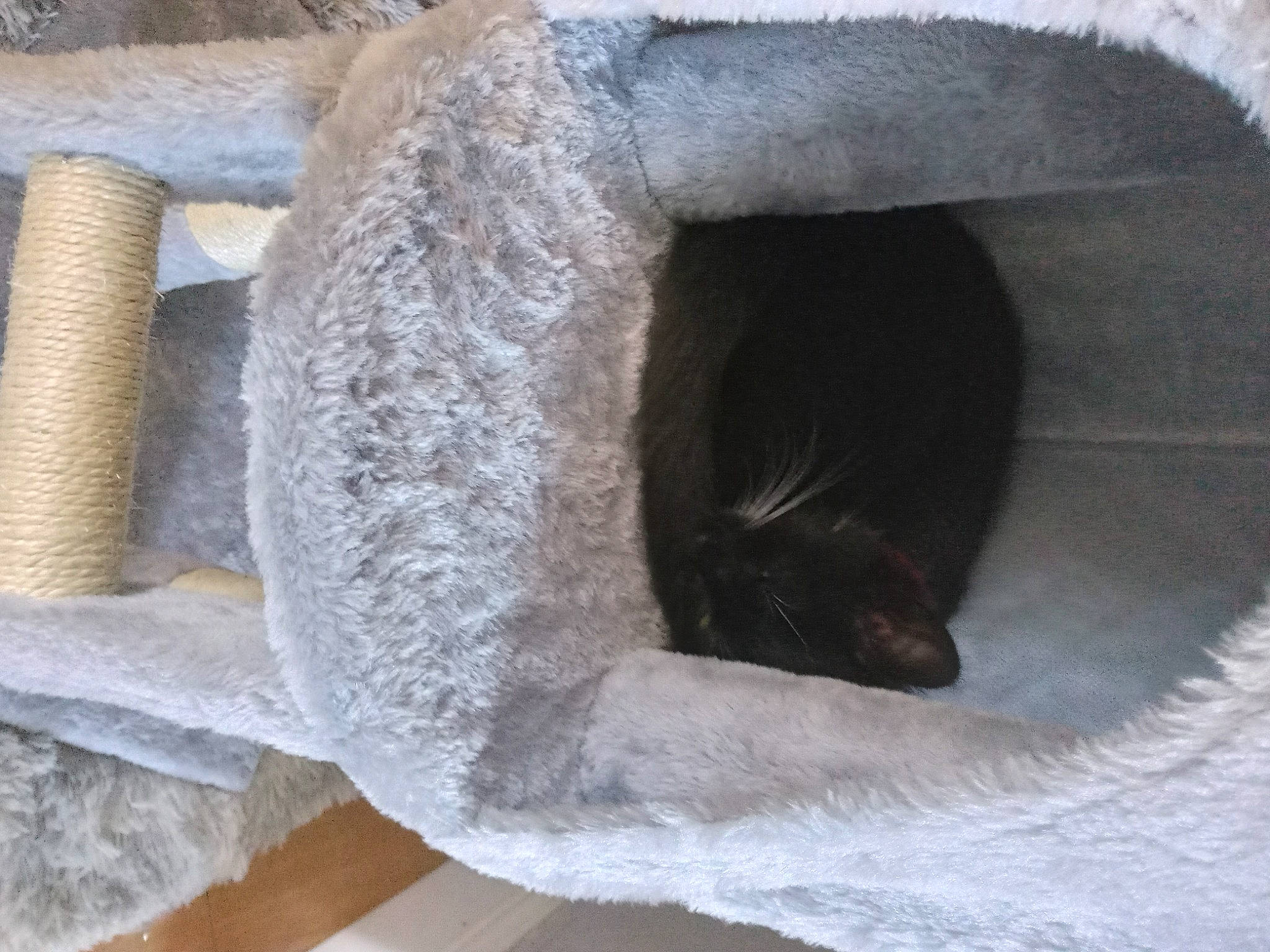 Do-jo joined the competition — help win amazing prizes! art, automotive_tire, carnivore, cat, cat_bed, cat_supply, domestic_short_haired_cat, felidae, fur, mammal, pet_supply, sculpture, small_to_medium_sized_cats, snout, tail, terrestrial_animal, trunk, vertebrate, whiskers, window