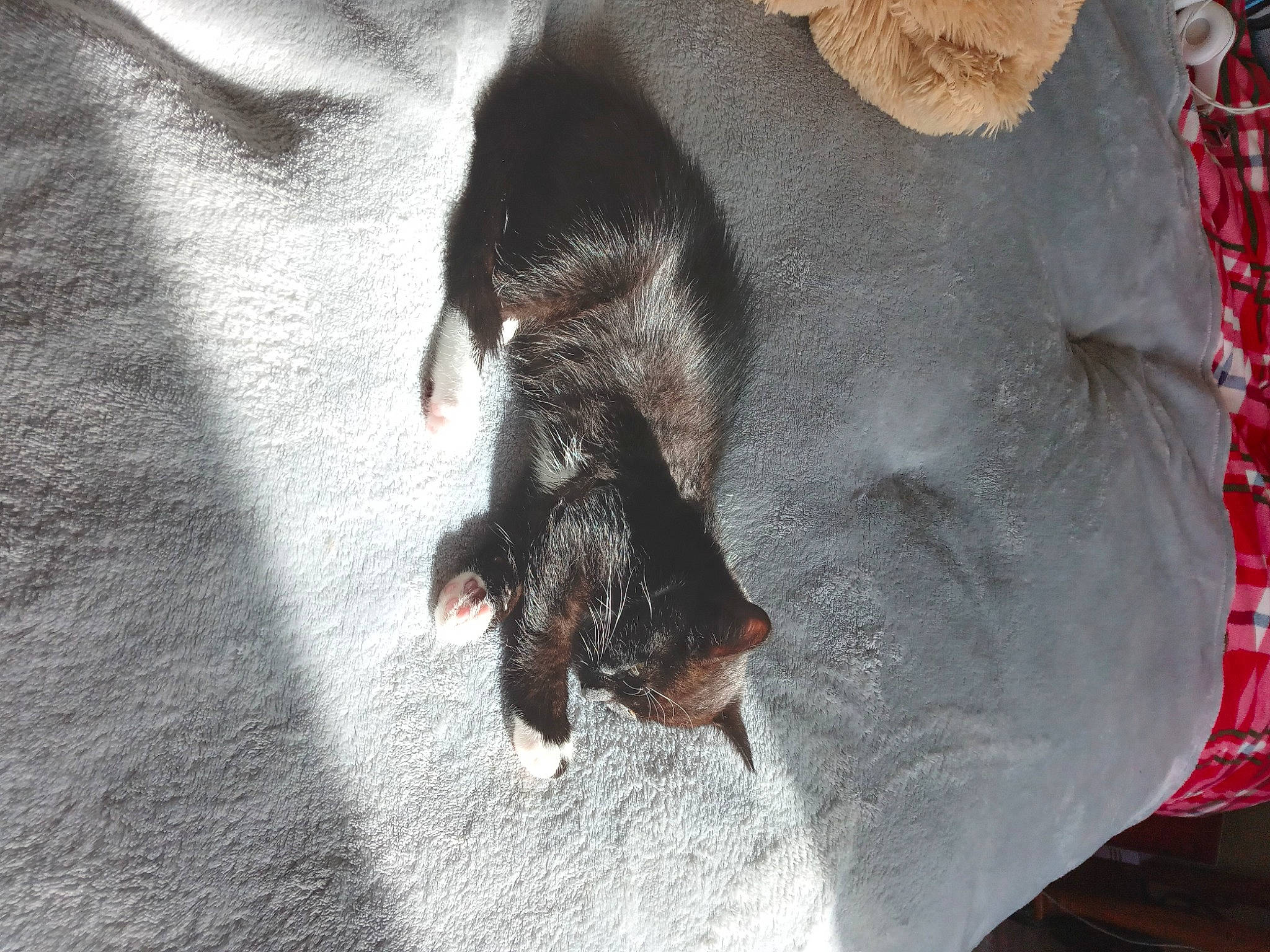 Do-jo joined the competition — help win amazing prizes! bat, canidae, carnivore, claw, comfort, companion_dog, dog, dog_breed, fawn, foot, fur, grey, guard_dog, paw, sporting_group, tail, terrestrial_animal, toy_dog, whiskers, working_animal