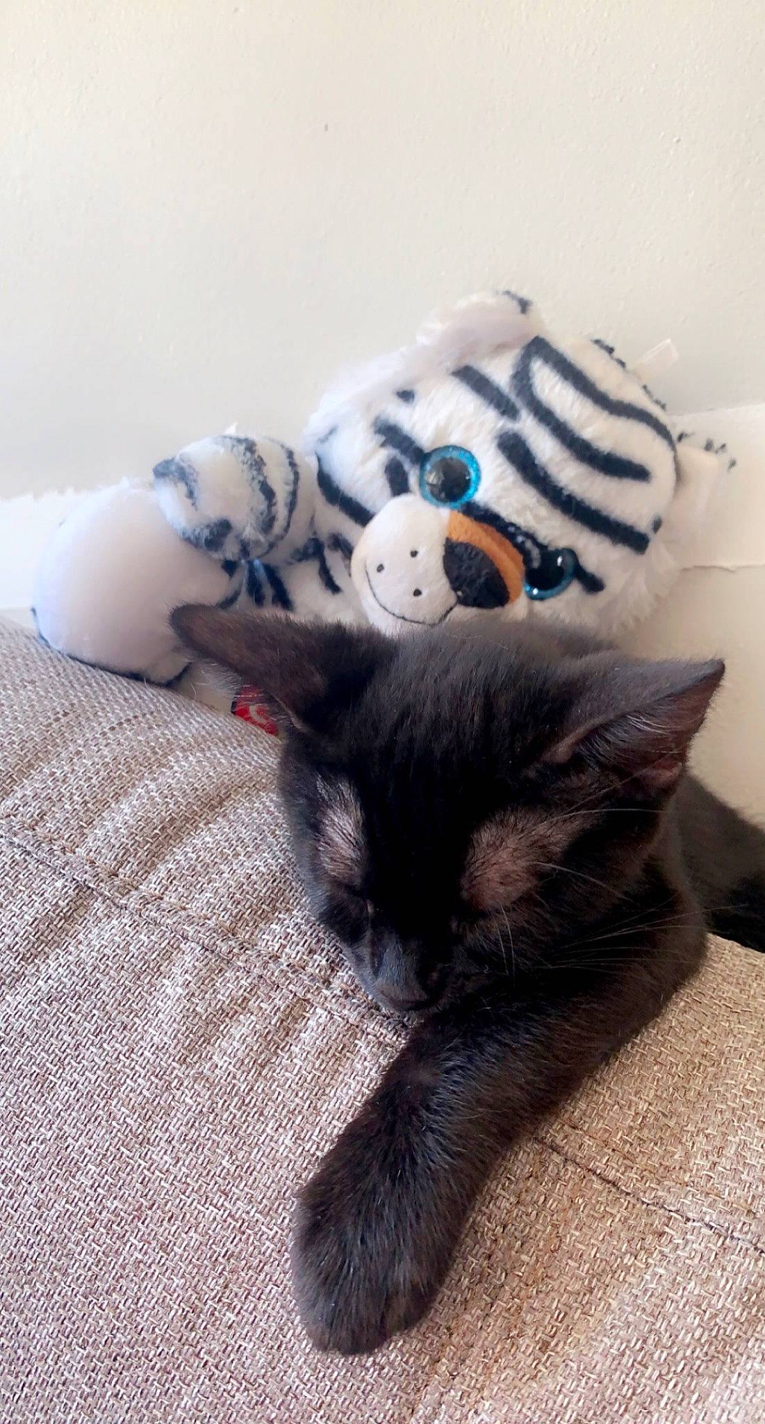 Grisou a rejoint le concours — aidez-le/la à gagner de superbes lots ! black_cat, carnivore, cat, comfort, doll, dress, eye, eyelash, fawn, felidae, fur, grey, linens, small_to_medium_sized_cats, snout, stuffed_toy, tail, textile, toy, whiskers