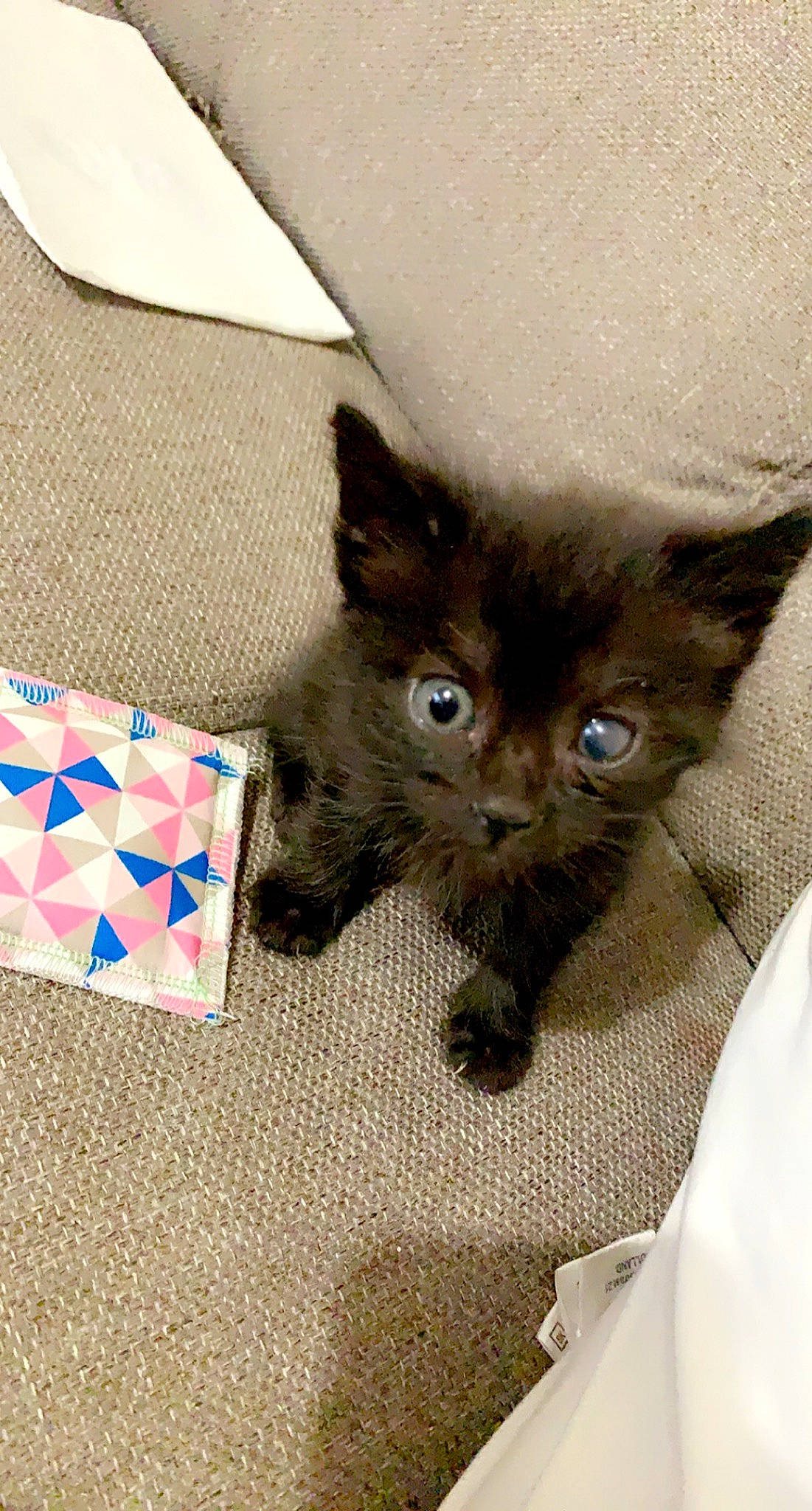 Grisou a rejoint le concours — aidez-le/la à gagner de superbes lots ! box, cardboard, carnivore, cat, cat_supply, claw, comfort, domestic_short_haired_cat, fawn, felidae, fur, grey, linens, packaging_and_labeling, pattern, paw, small_to_medium_sized_cats, tail, triangle, whiskers