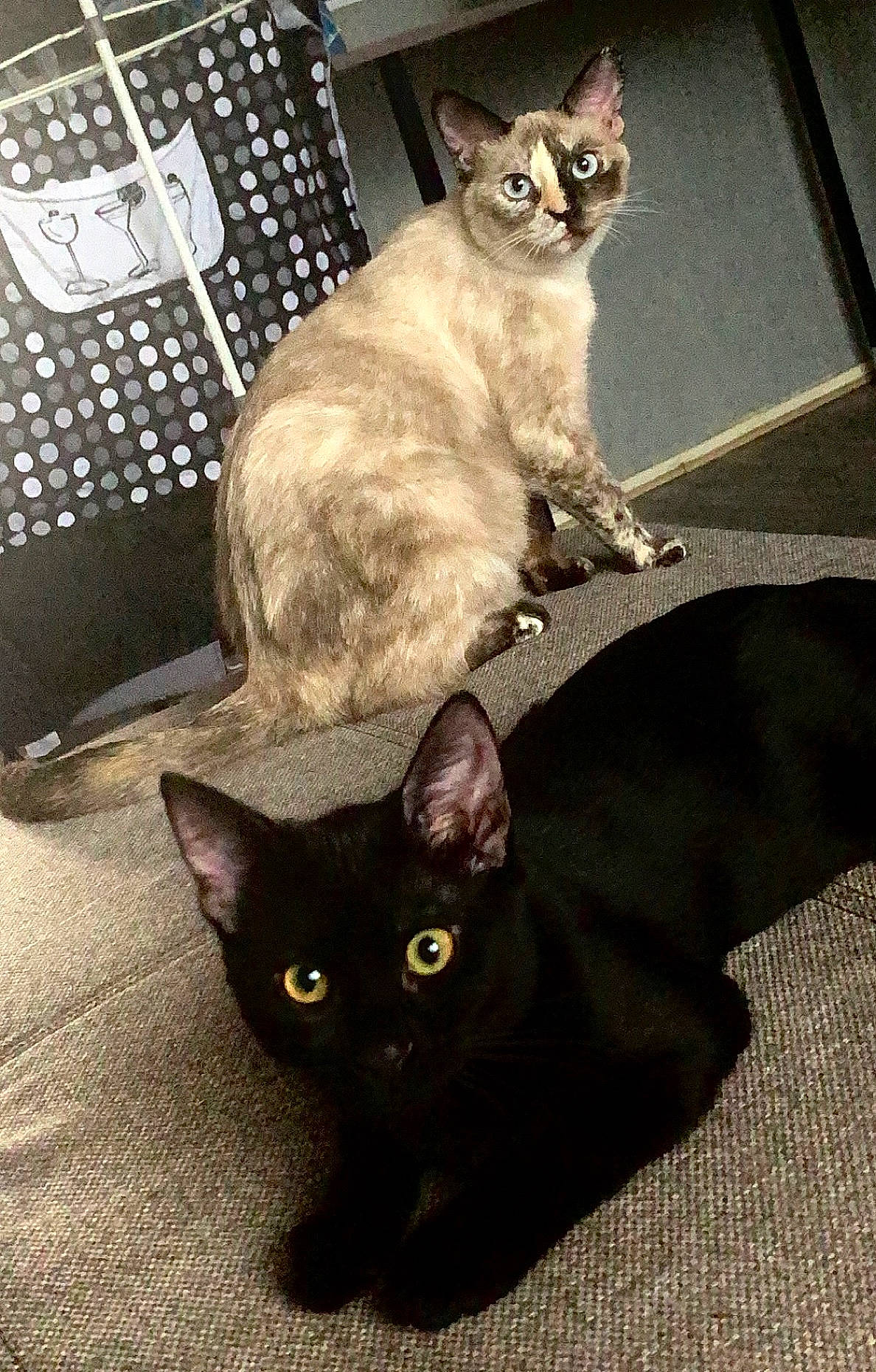 Grisou a rejoint le concours — aidez-le/la à gagner de superbes lots ! black_cat, bombay, box, carnivore, cat, cat_supply, domestic_short_haired_cat, felidae, fur, grey, mammal, plant, small_to_medium_sized_cats, snout, tail, terrestrial_animal, whiskers