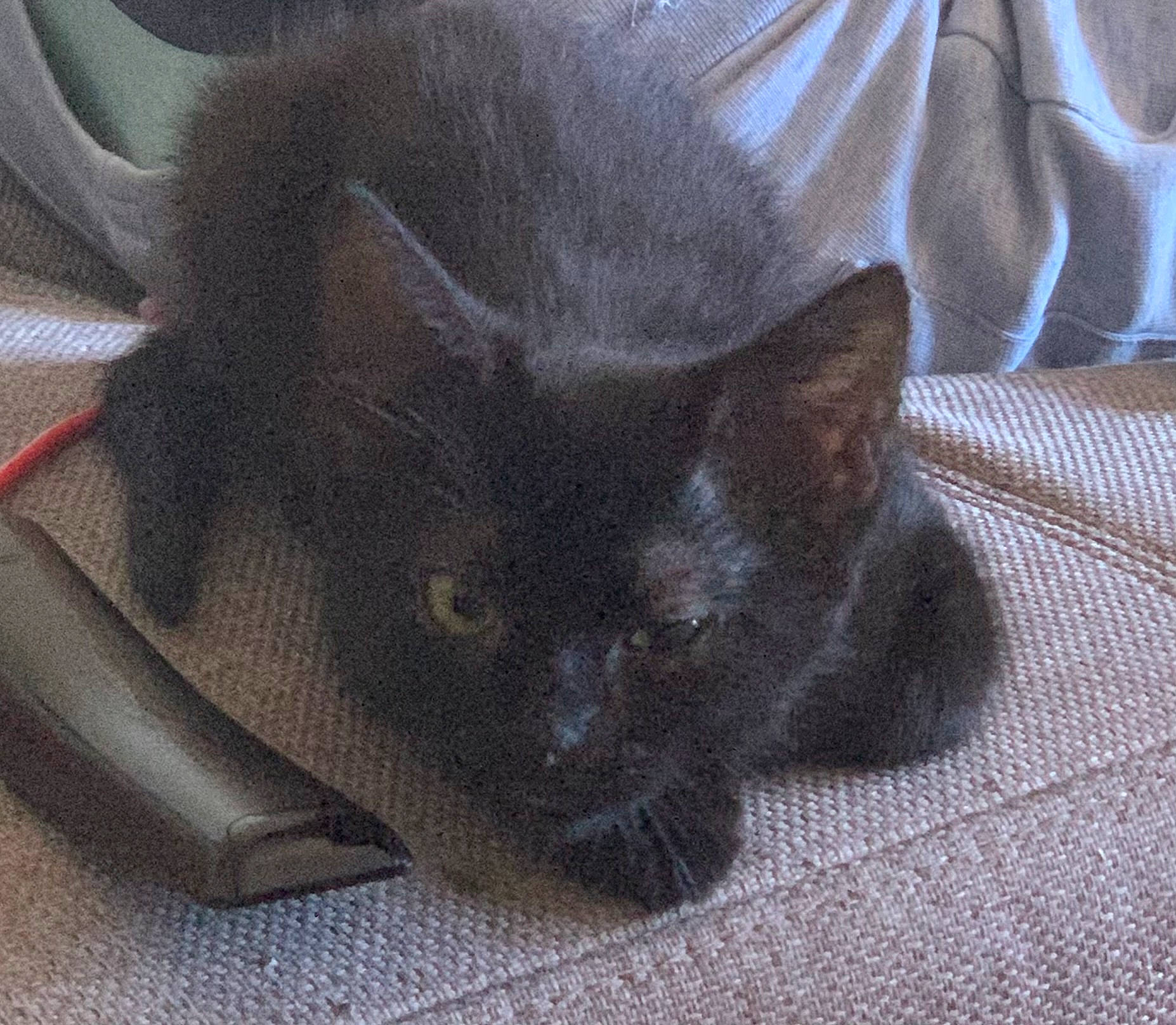 Grisou a rejoint le concours — aidez-le/la à gagner de superbes lots ! black_cat, bombay, carnivore, cat, cat_supply, claw, comfort, dog_breed, domestic_short_haired_cat, fawn, felidae, fur, grey, nap, paw, small_to_medium_sized_cats, snout, tail, terrestrial_animal, whiskers