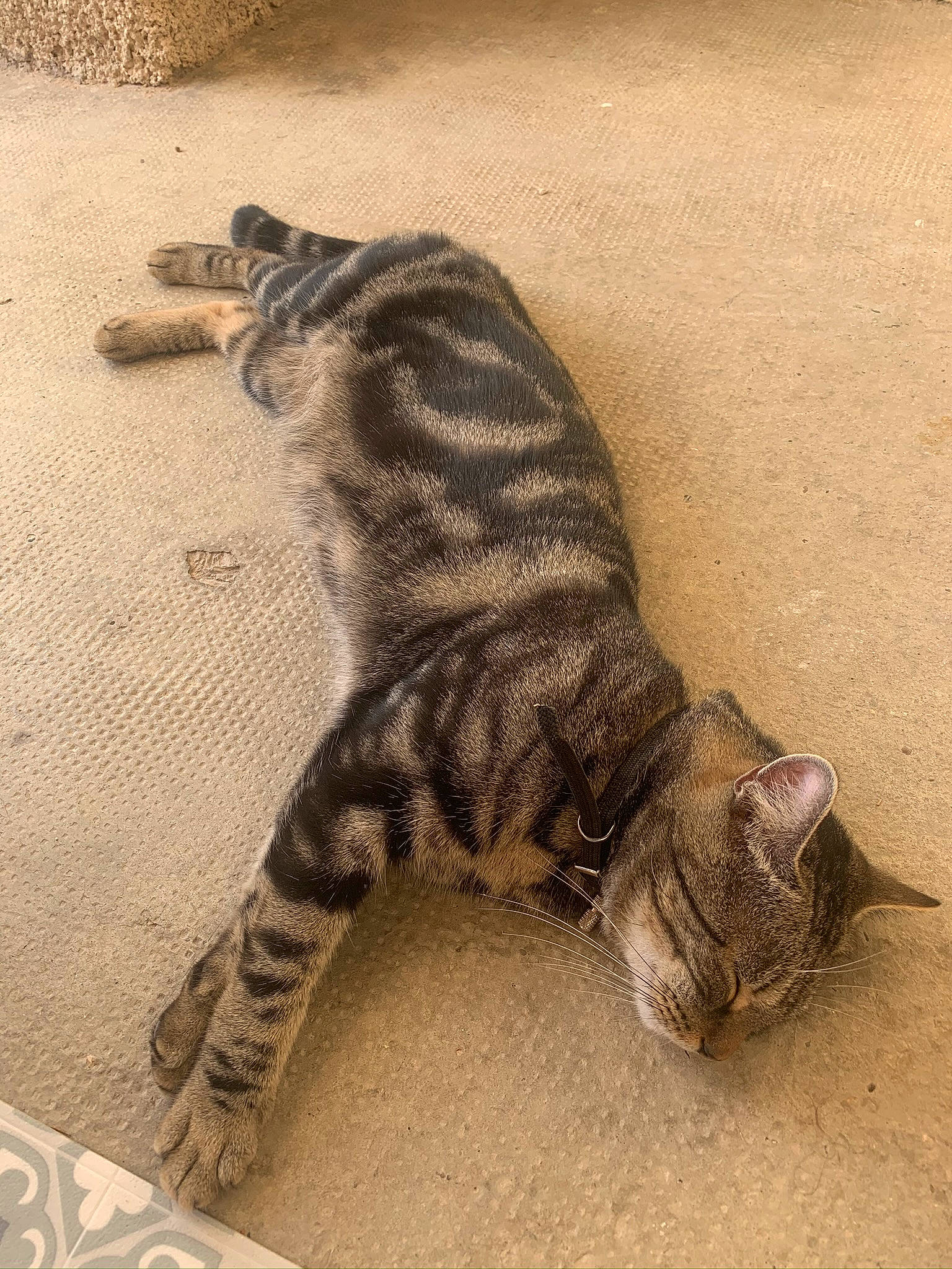 Pepito participe au concours pour gagner de l'argent avec cette photo : art, bengal_tiger, big_cats, carnivore, claw, felidae, foot, fur, mammal, paw, sand, siberian_tiger, small_to_medium_sized_cats, snout, tail, terrestrial_animal, tiger, vertebrate, whiskers, wildlife