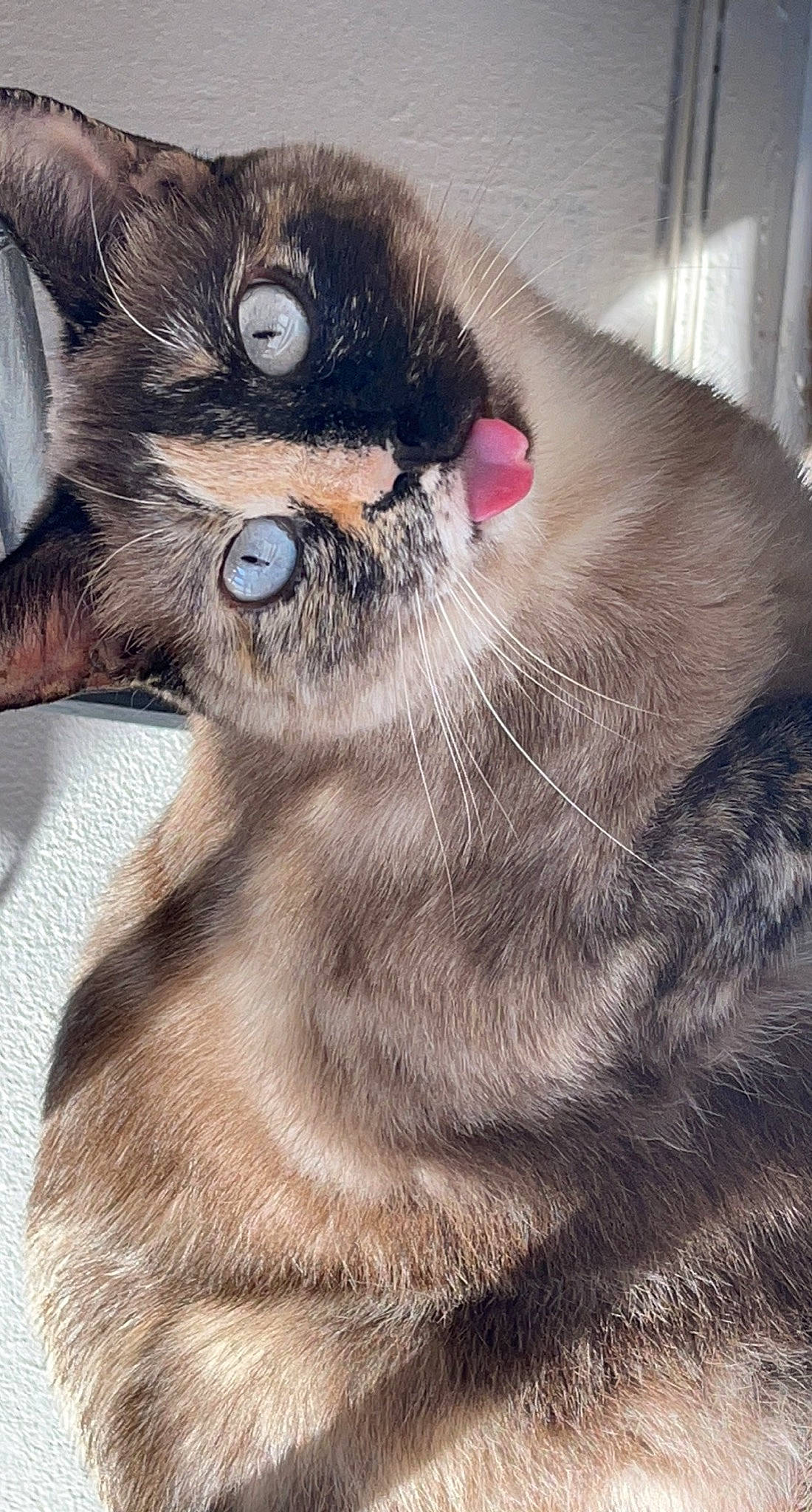 Sassy a rejoint le concours — aidez-le/la à gagner de superbes lots ! balinese, carnivore, cat, close_up, domestic_short_haired_cat, ear, eyelash, fawn, felidae, fur, grey, liver, paw, siamese, small_to_medium_sized_cats, snout, terrestrial_animal, thai, tonkinese, whiskers