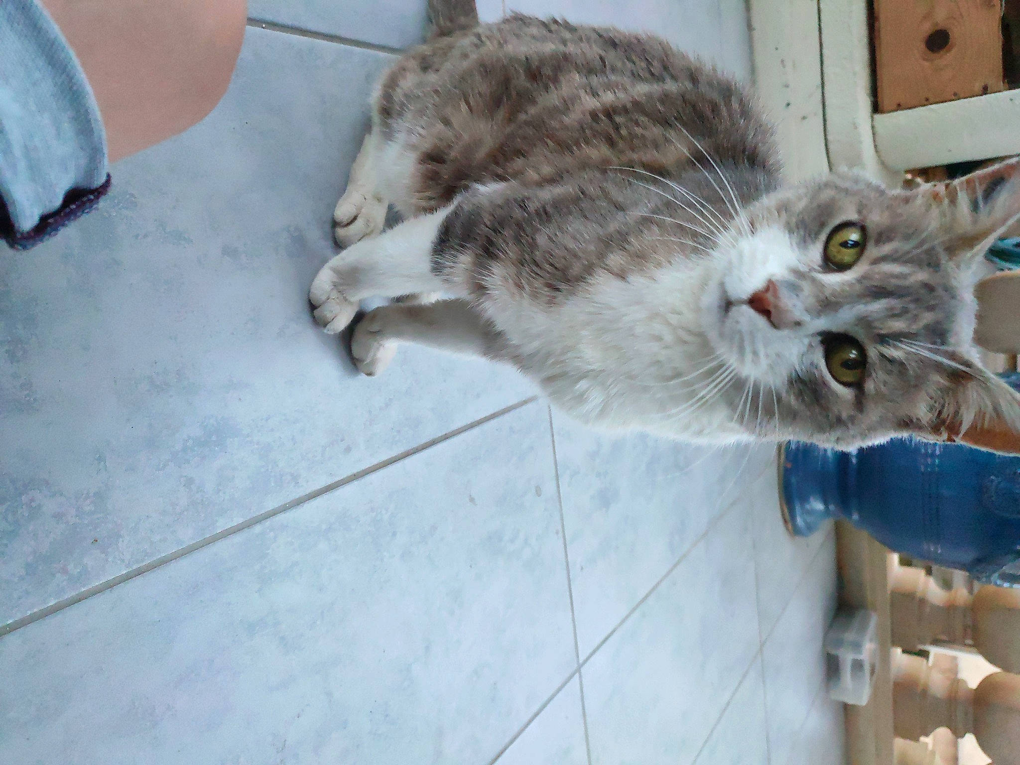 Esca participe au concours pour gagner de l'argent avec cette photo : animal_shelter, carnivore, cat, claw, domestic_short_haired_cat, felidae, flooring, fur, paw, small_to_medium_sized_cats, snout, tail, whiskers